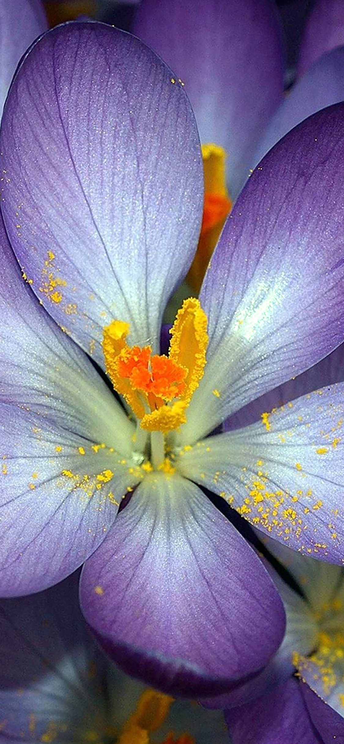 wallpaper autumn purple flower