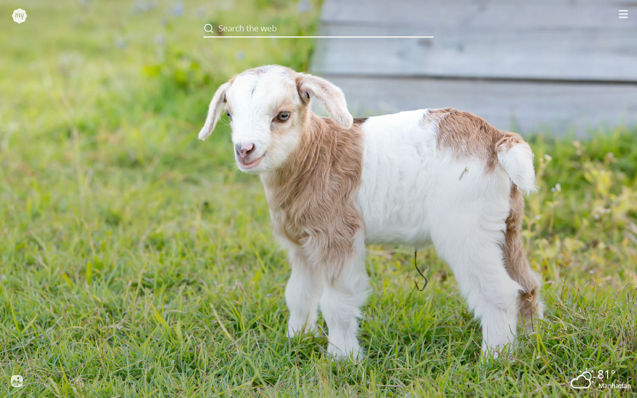 My Baby Goats HD Wallpaper New Tab