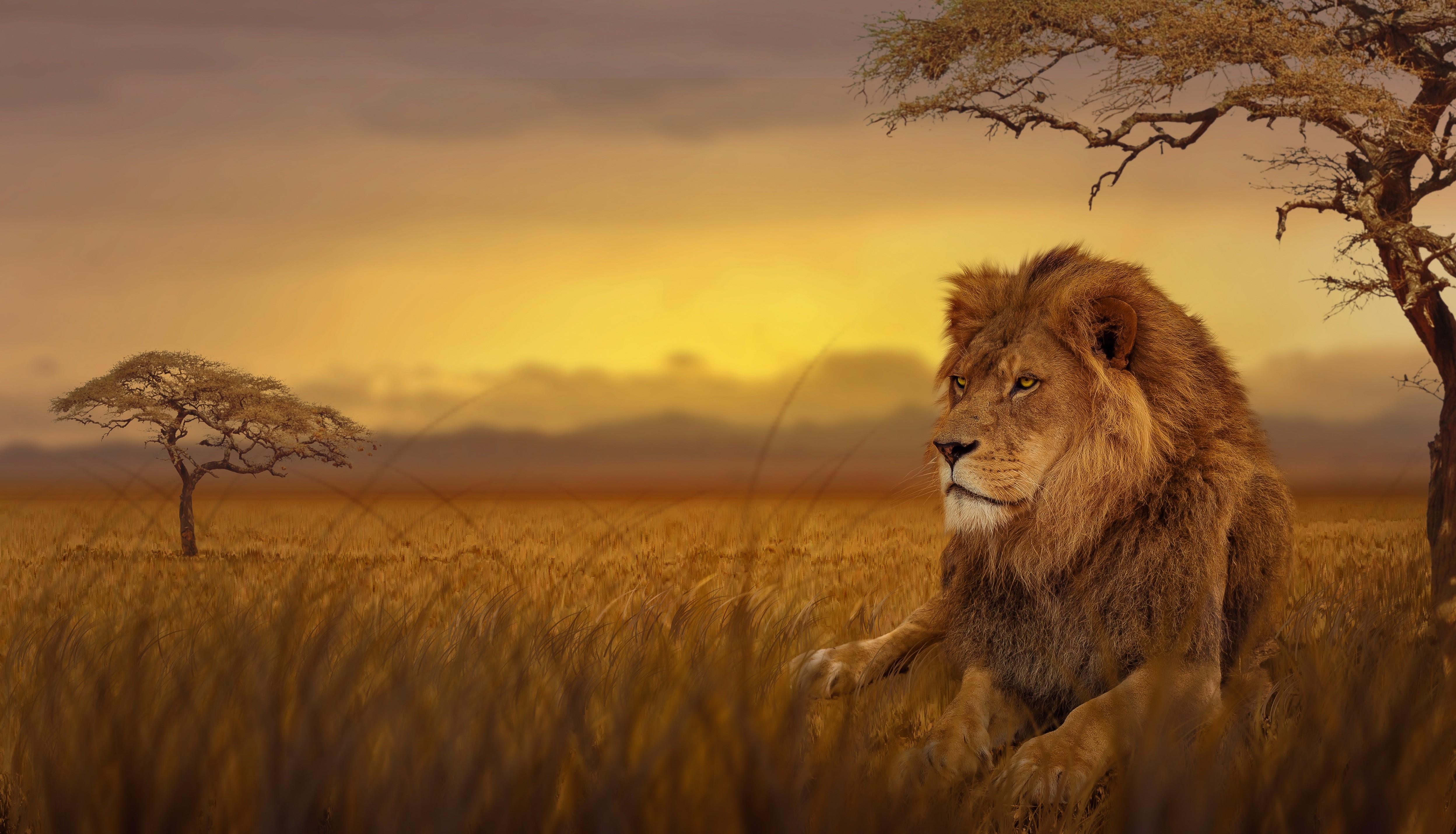 Wallpaper / lion, animals, forest, hd, 4k, 5k free download