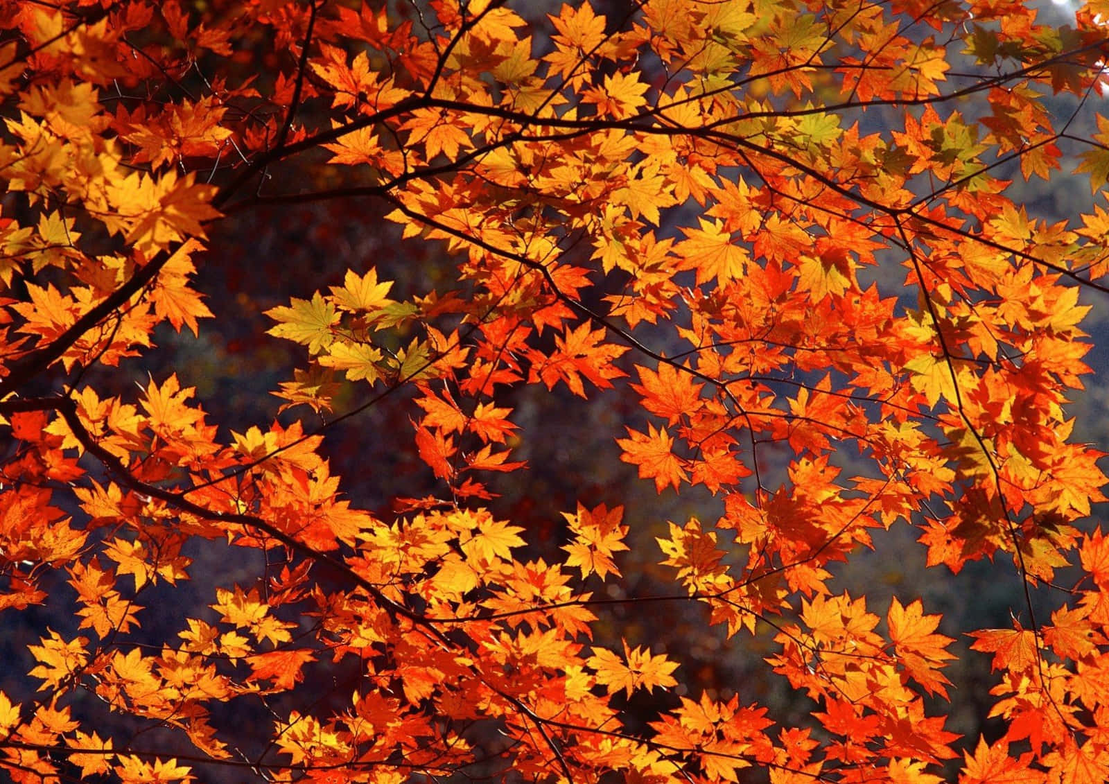 Download Autumn Is Here: Enjoy The Cozy Fall Vibes! Wallpaper