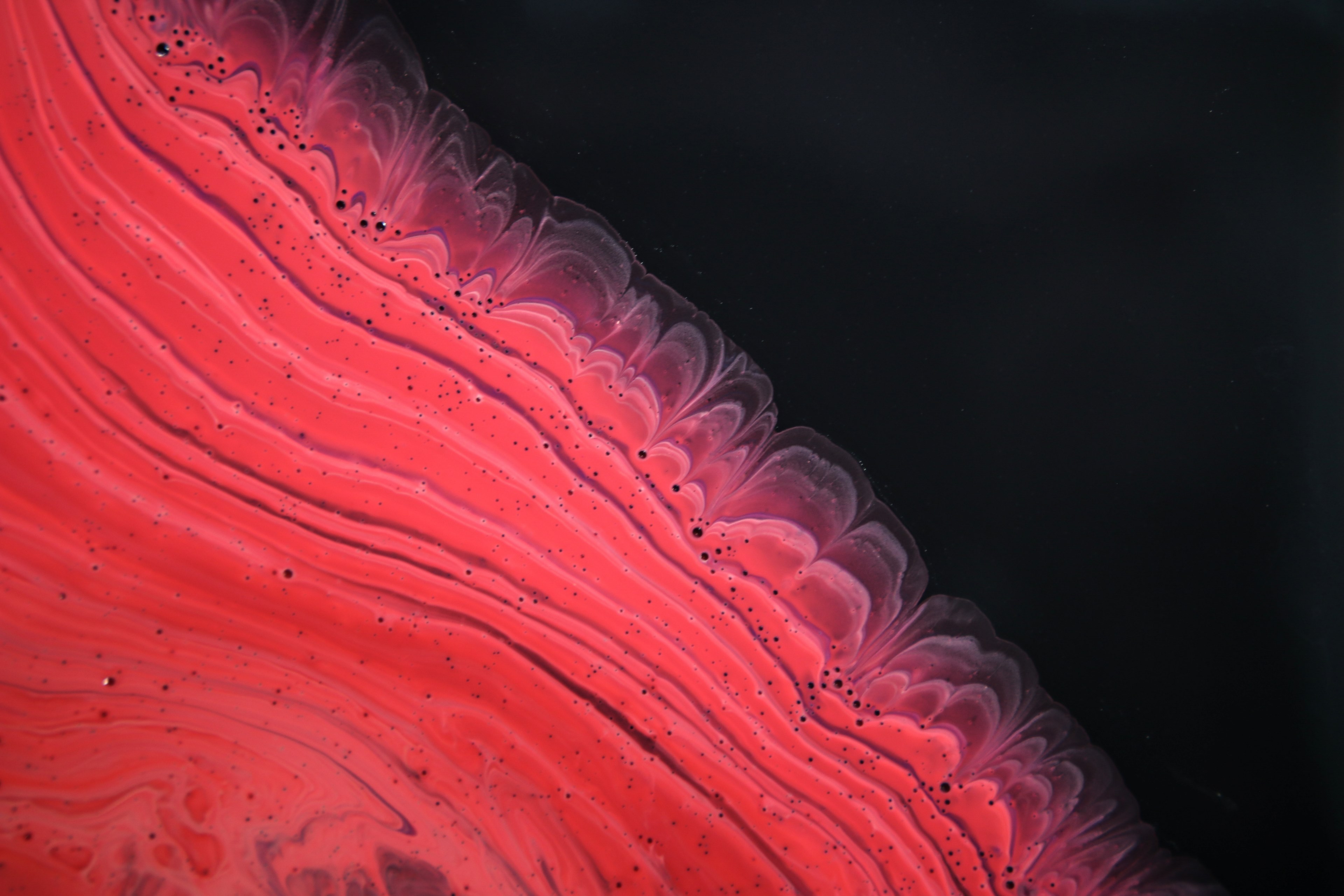 Wallpaper / abstract fluid painting magenta tree rings 4k wallpaper free download