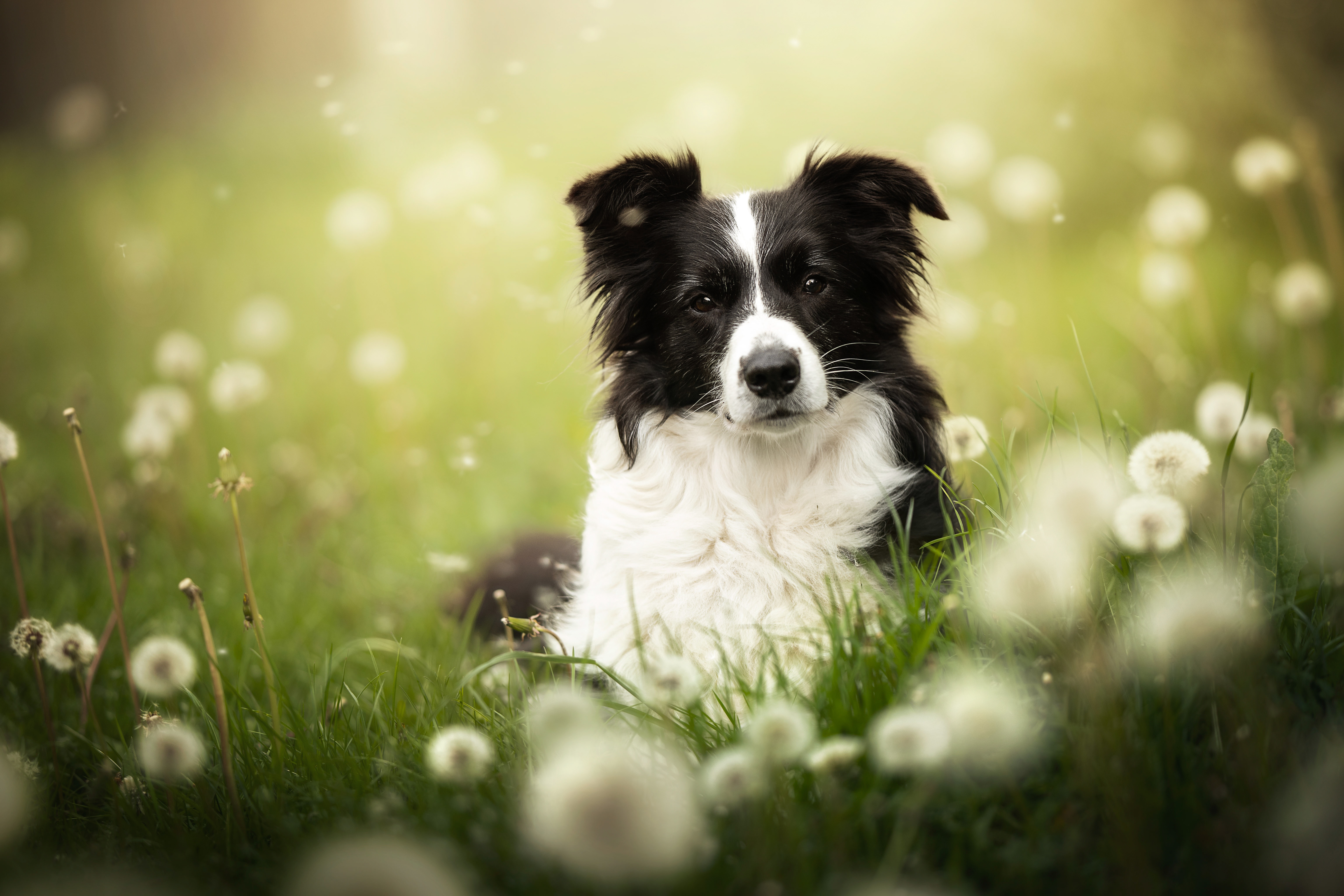 4K Ultra HD Border Collie Portrait Amid Dreamy Wildflowers