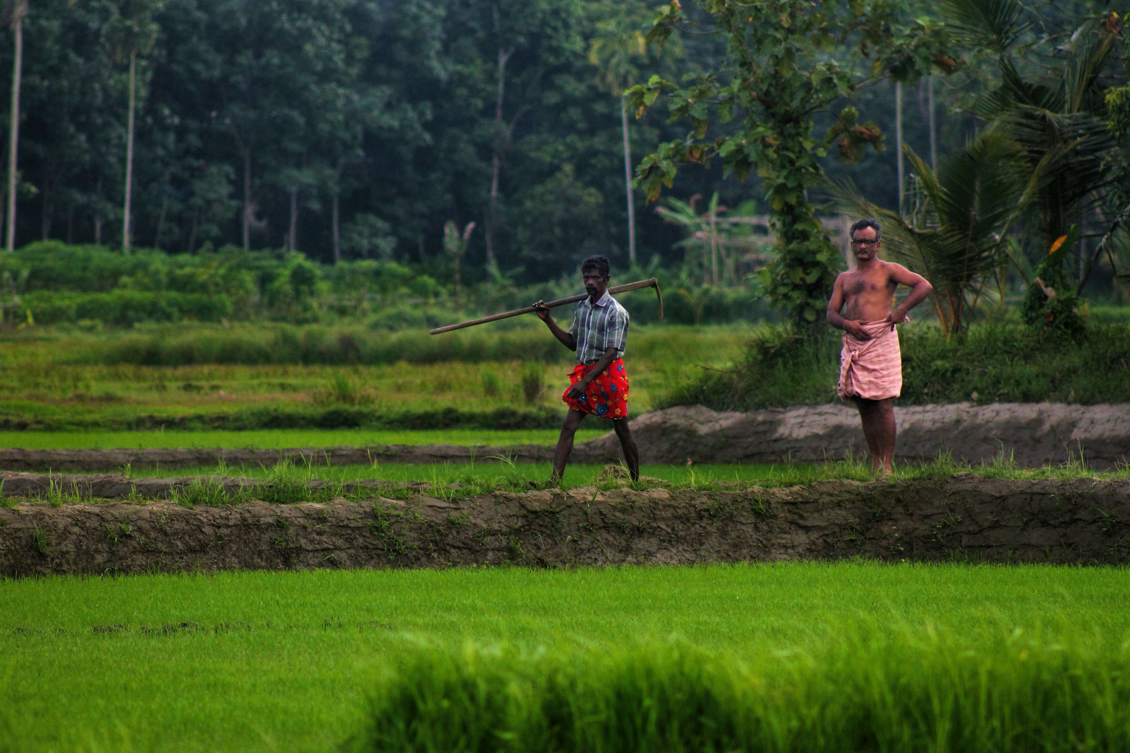agricultural, agriculture, farm, farmer, farming, farmland, field, green, land, man, natural, nature, organic, outdoor, work, worker 4k wallpaper