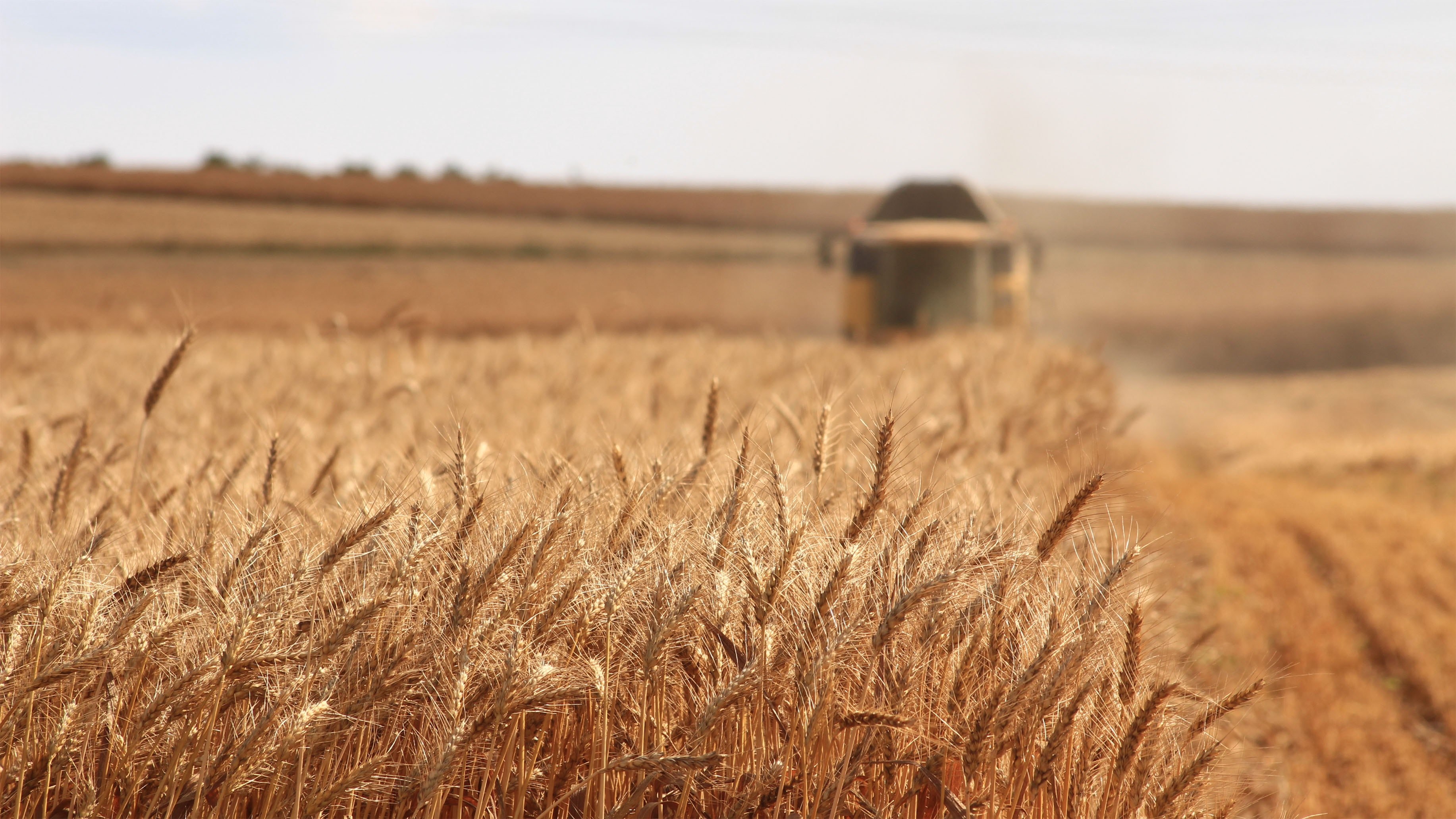 Wallpaper / tractor harvest grains of wheat in a farm field, harvesting the wheat crop 4k wallpaper free download