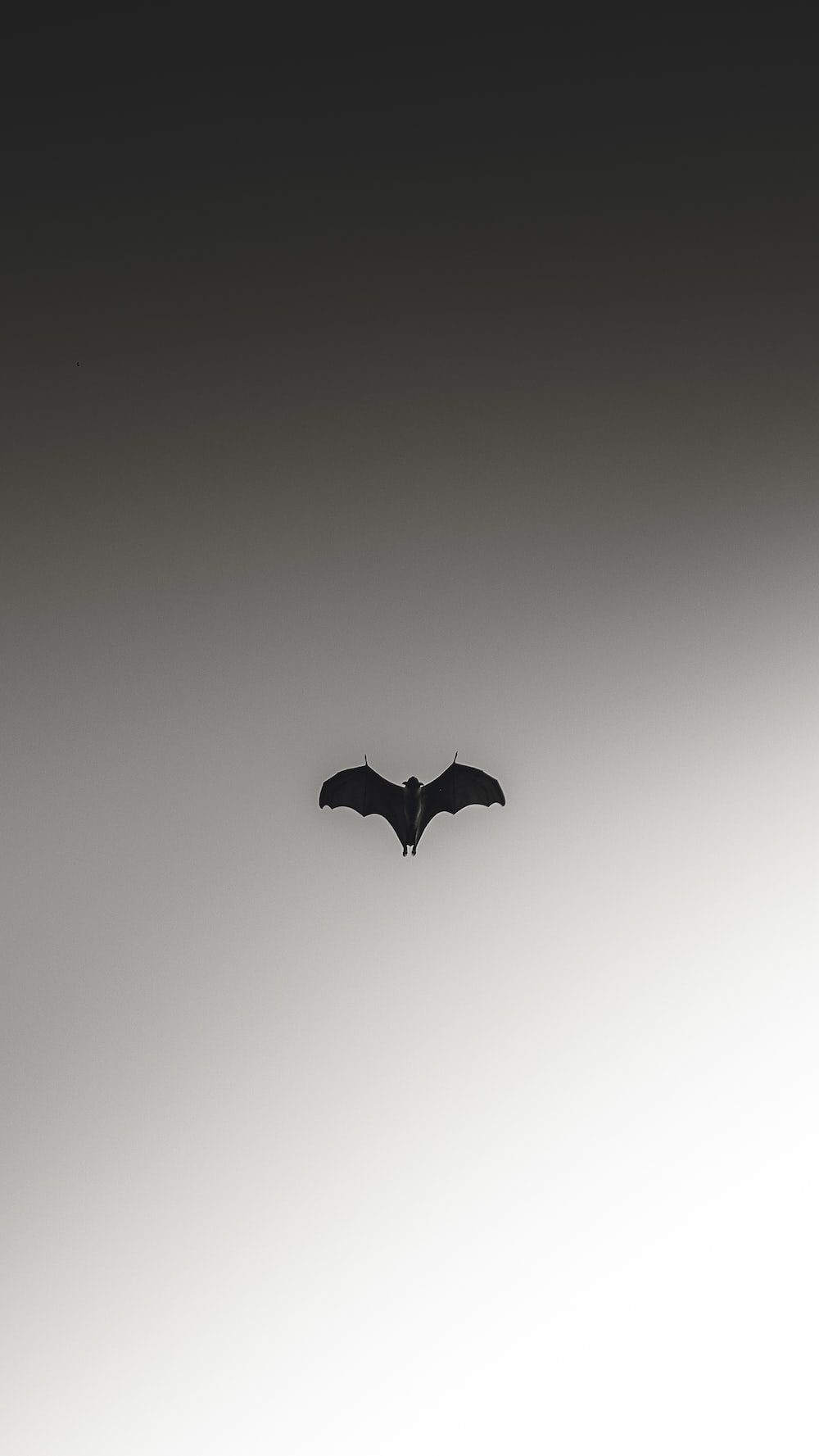 Bat Picture [HD]. Download Free Image