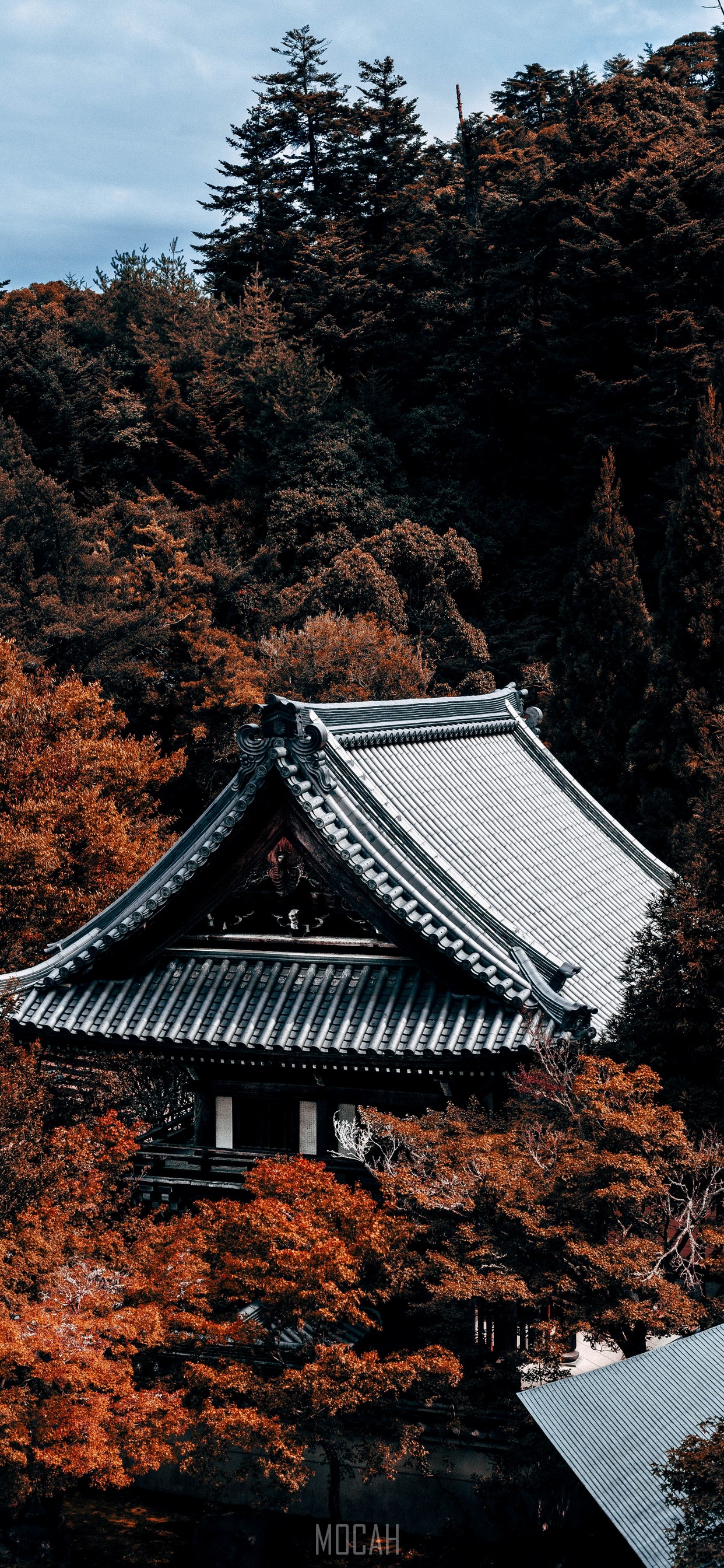 Tree, Building, Leaf, Autumn, Architecture, Apple iPhone 11 Pro Max wallpaper HD download, 1242x2688 Gallery HD Wallpaper