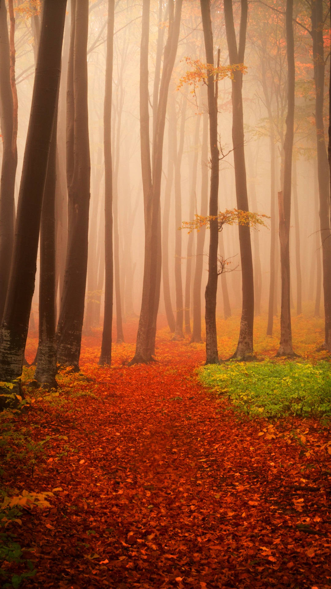 Download Lovely Misty Autumn Forest