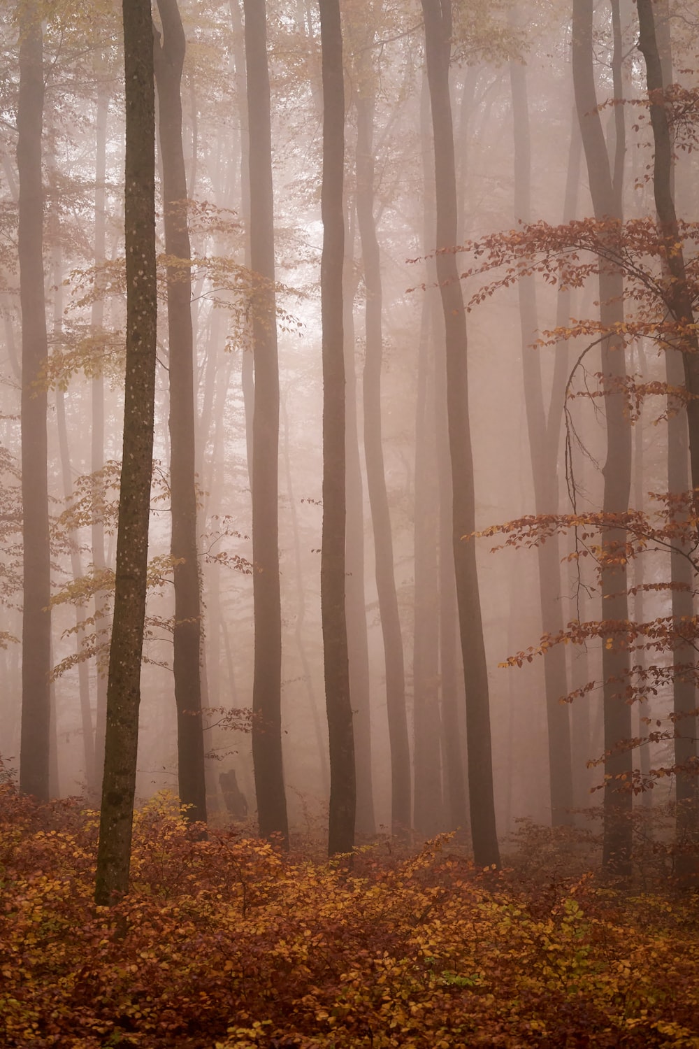 A foggy forest filled with lots of trees photo