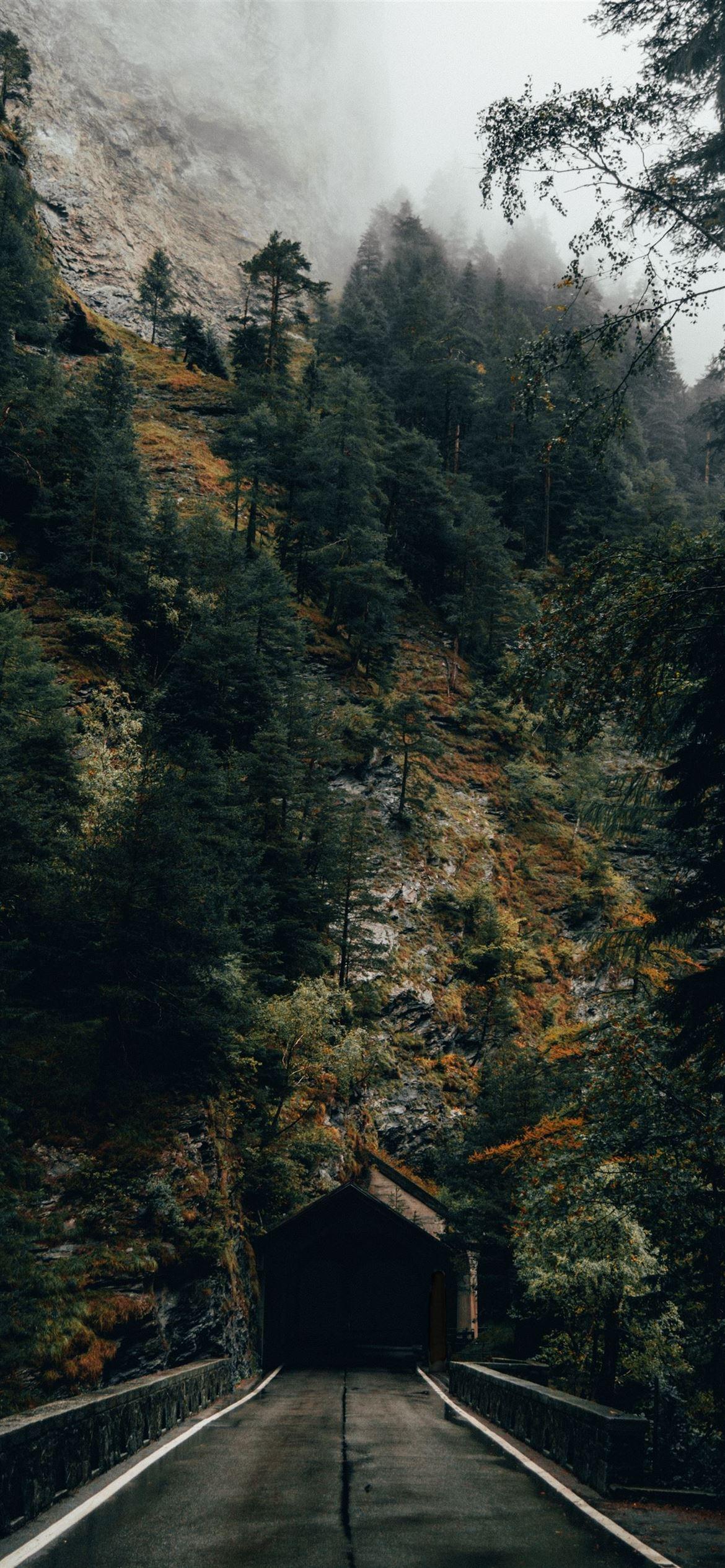 Autumn Forest iPhone Wallpaper