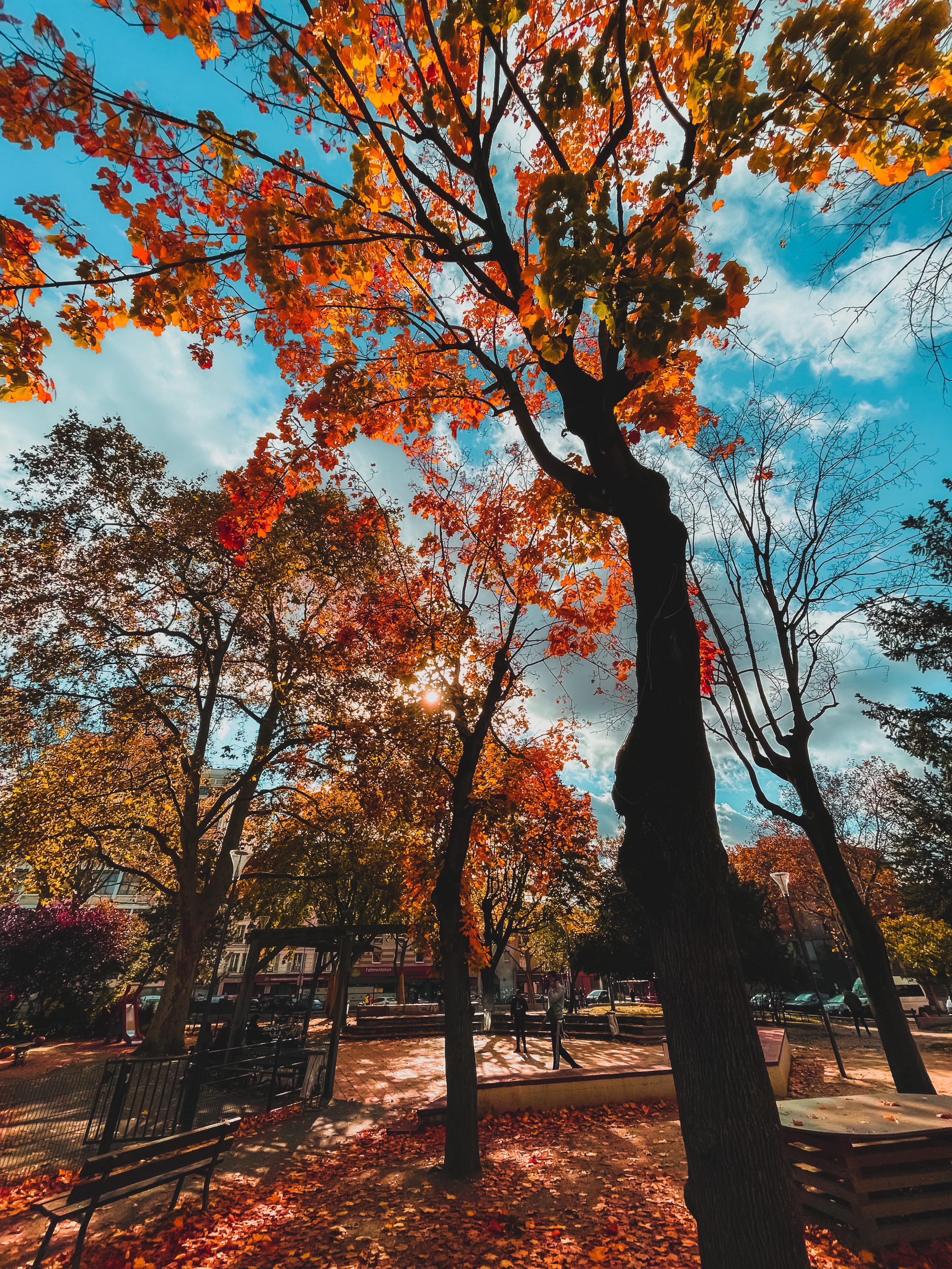 Autumn in Paris (iPhone 12 Pro Max)