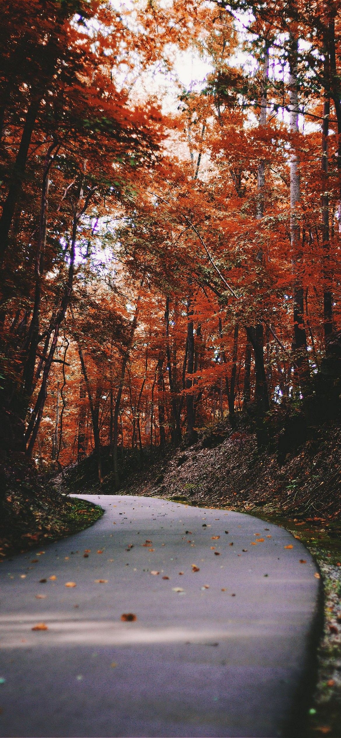 iPhone Autumn Wallpaper