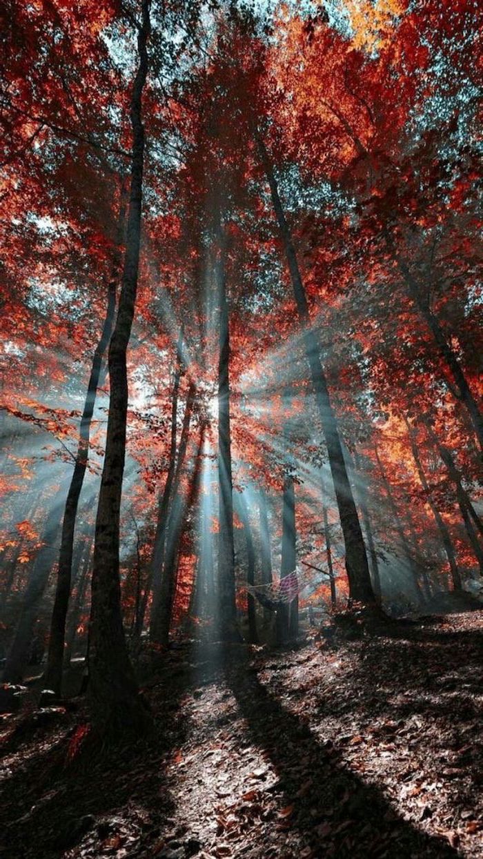 Give Your Screen An Update With A Fall iPhone Wallpaper