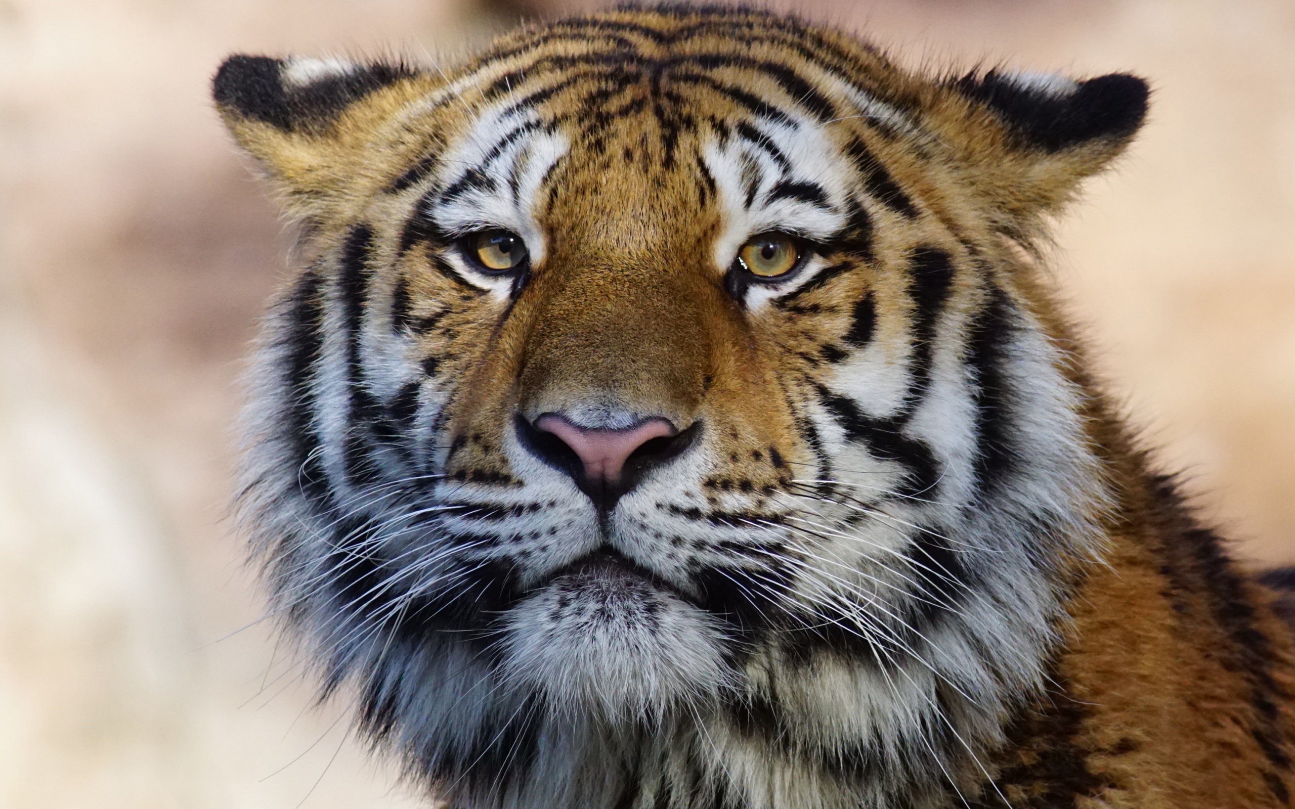 Wallpaper 4k Tiger Wild Animal 4k Wallpaper