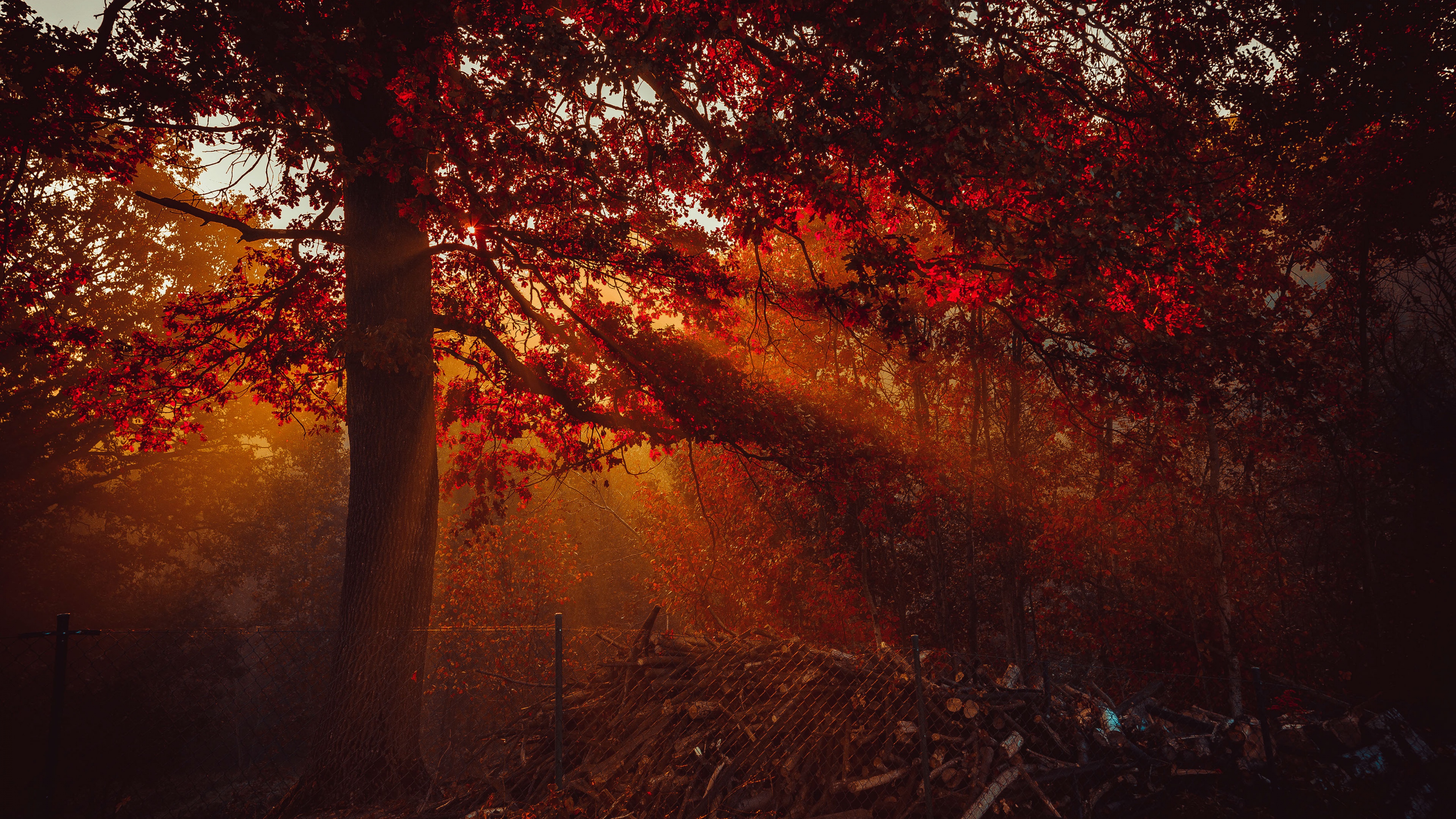 Autumn Wallpaper 4K, Trees, Forest, Sunlight