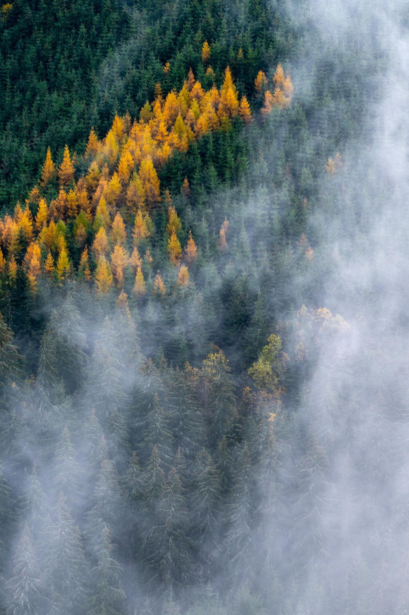 Autumn Fog Image