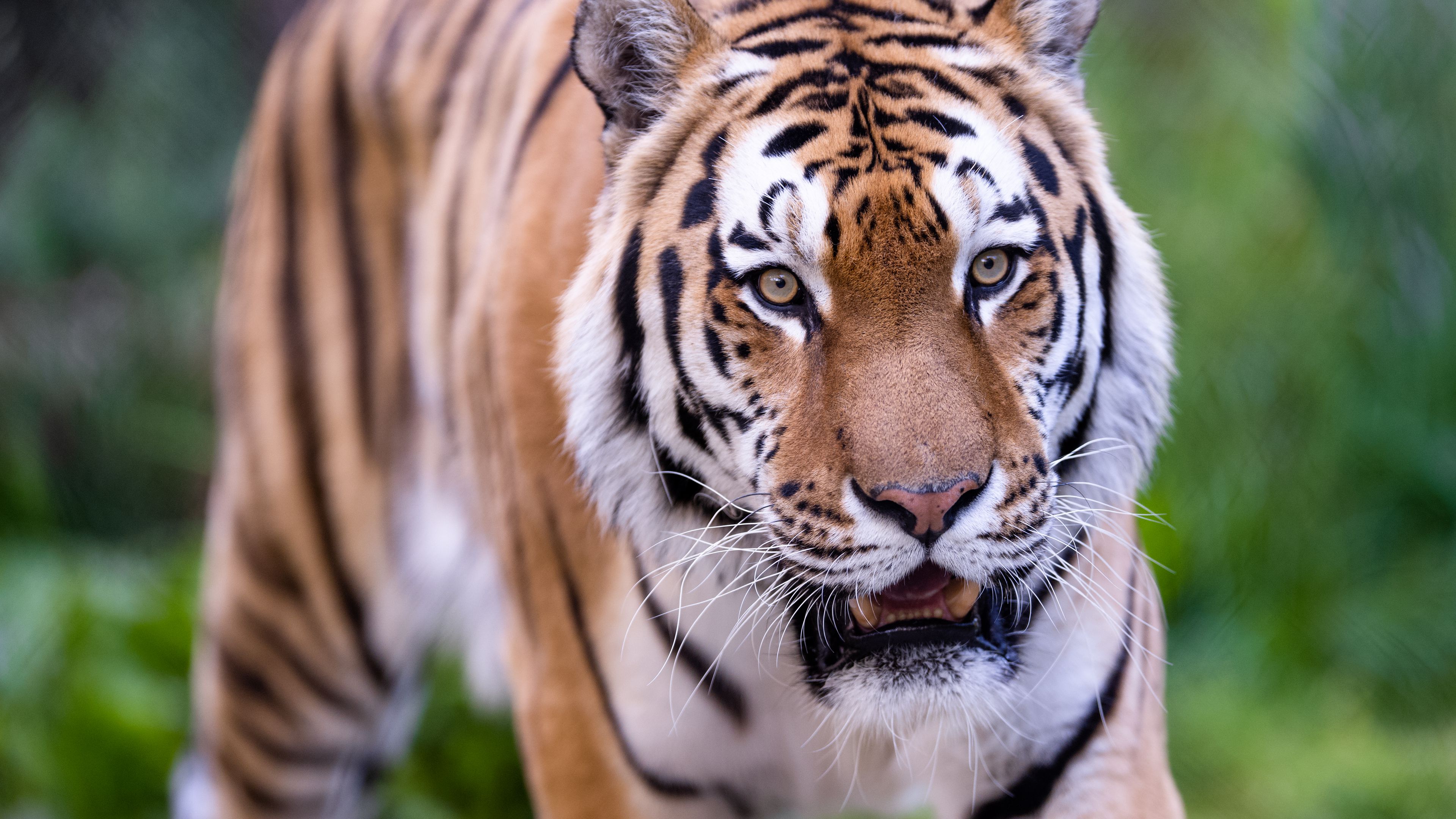 Download wallpaper 3840x2160 tiger, wild, striped, predator, animal 4k uhd 16:9 HD background