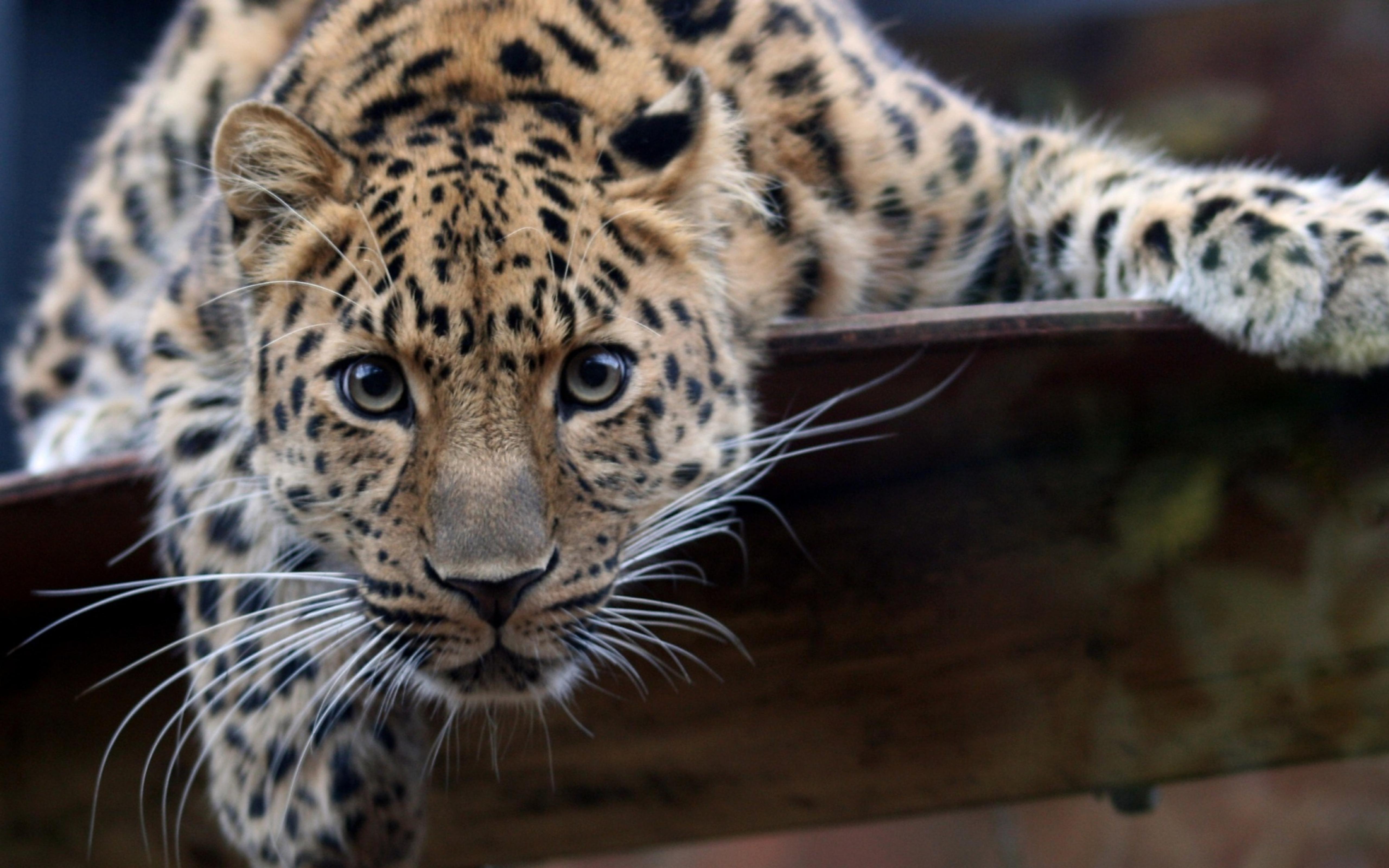 A beautiful big jaguar animal wallpaper