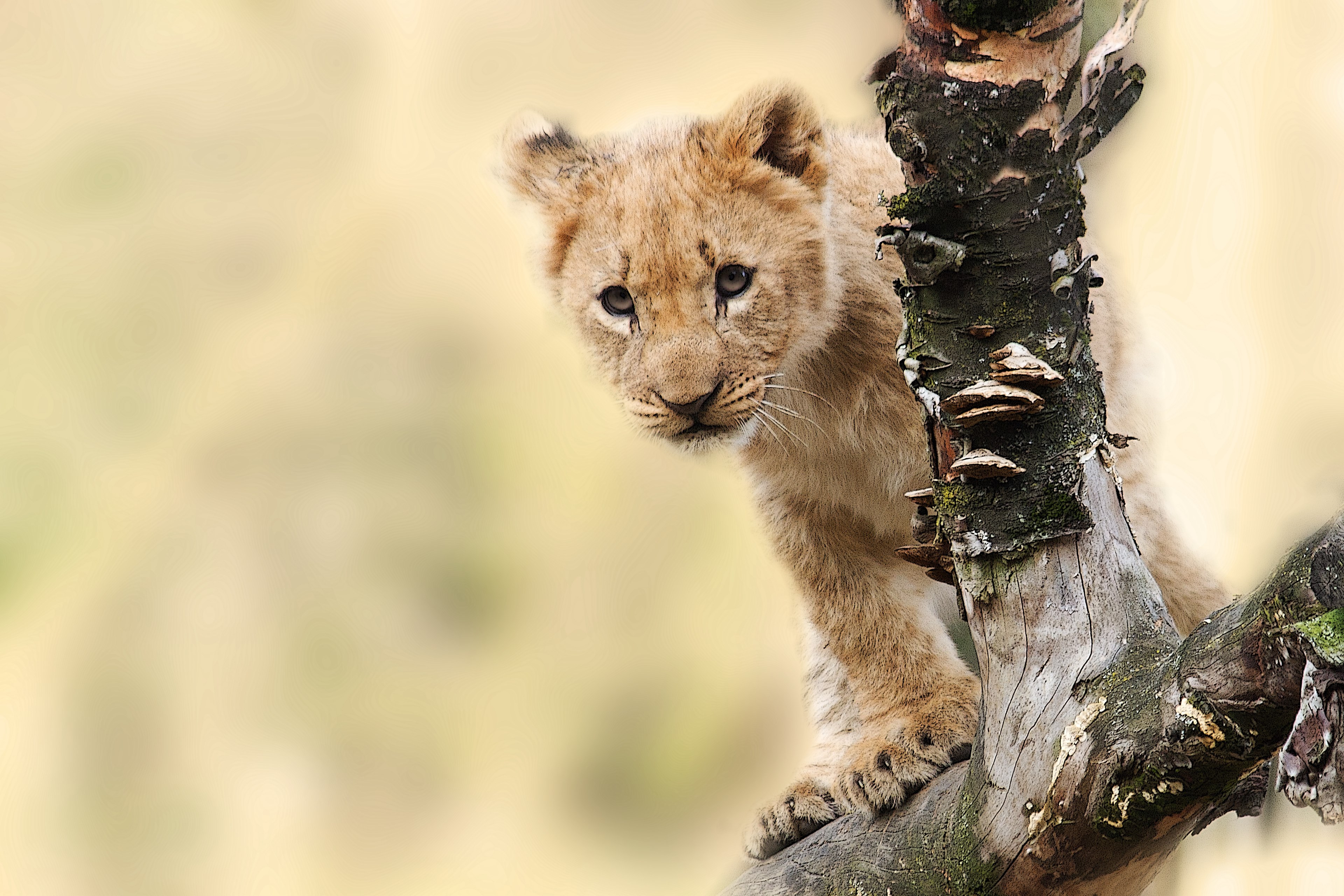 Wallpaper / lion animal nature predator big cat wild 4k wallpaper free download