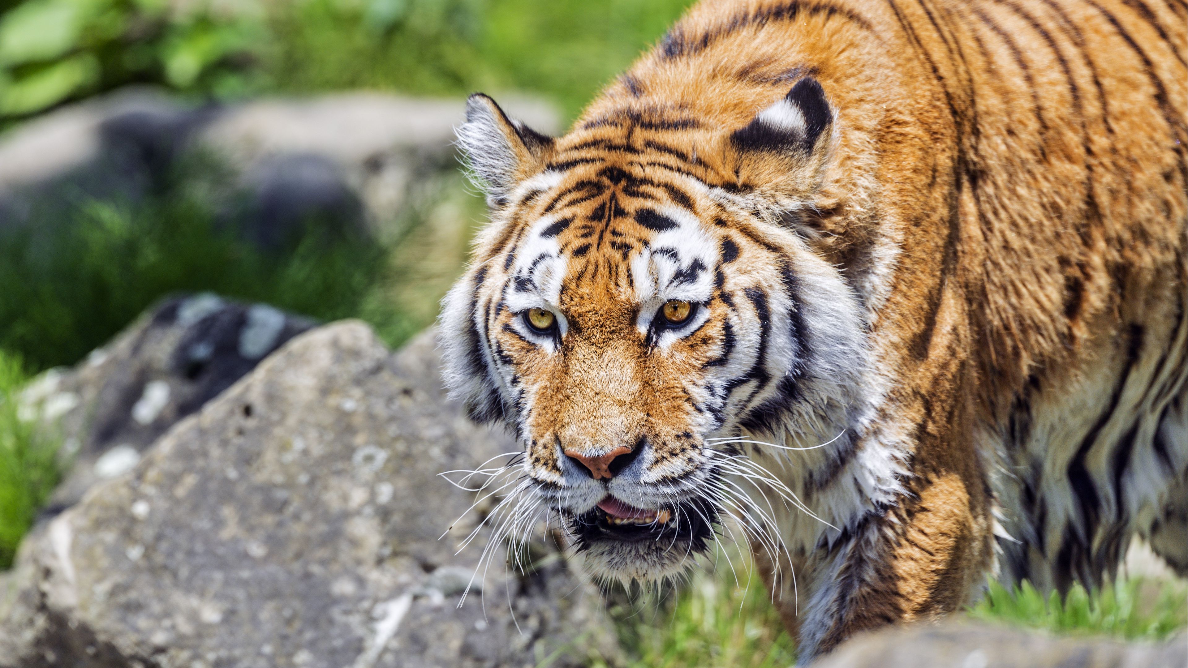 Download wallpaper 3840x2160 tiger, wild animal, wet, stones, blur, head 4k uhd 16:9 HD background