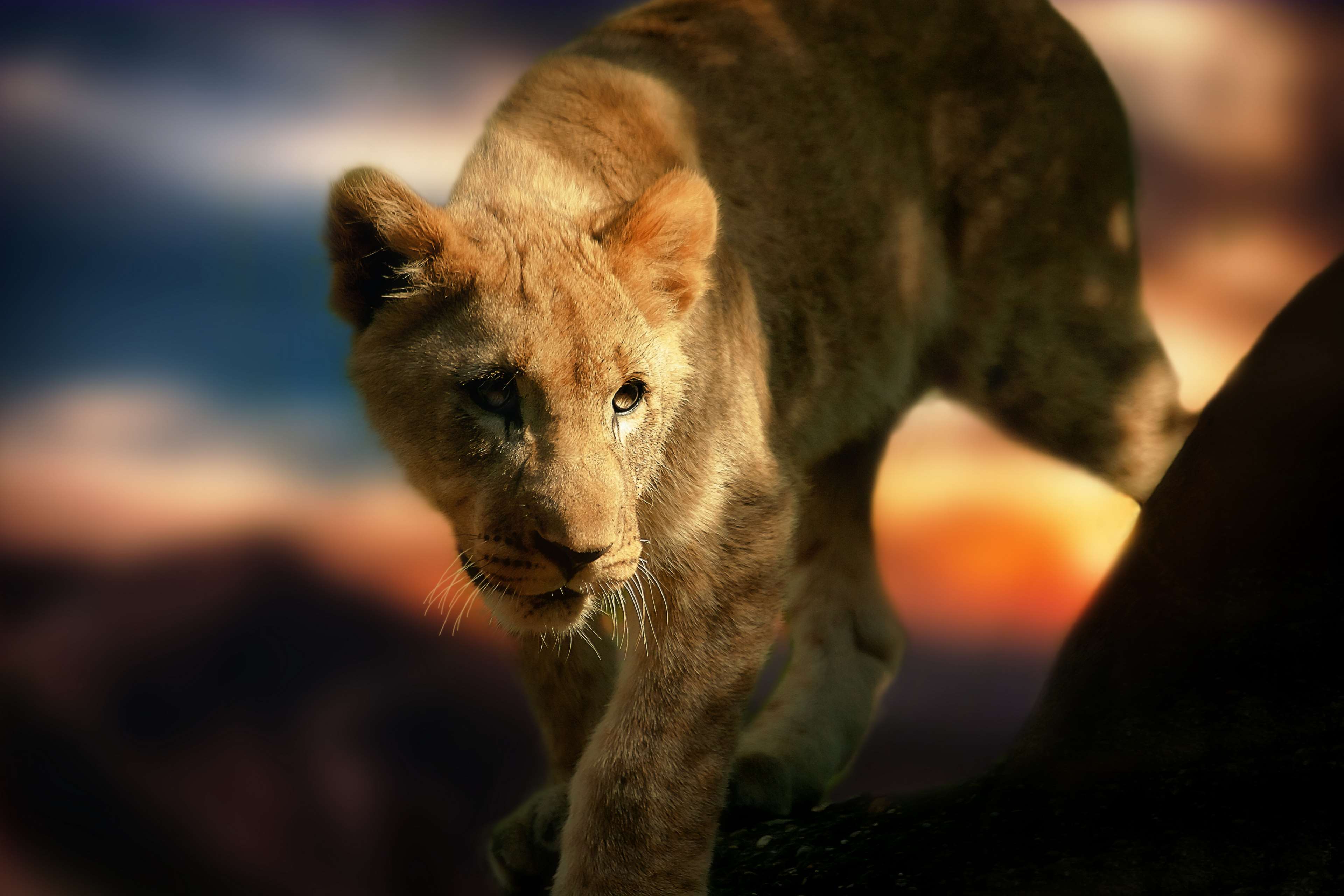 lion, mammal, predator, safari, tiger, wild, wild animal, wildlife, zoo 4k wallpaper