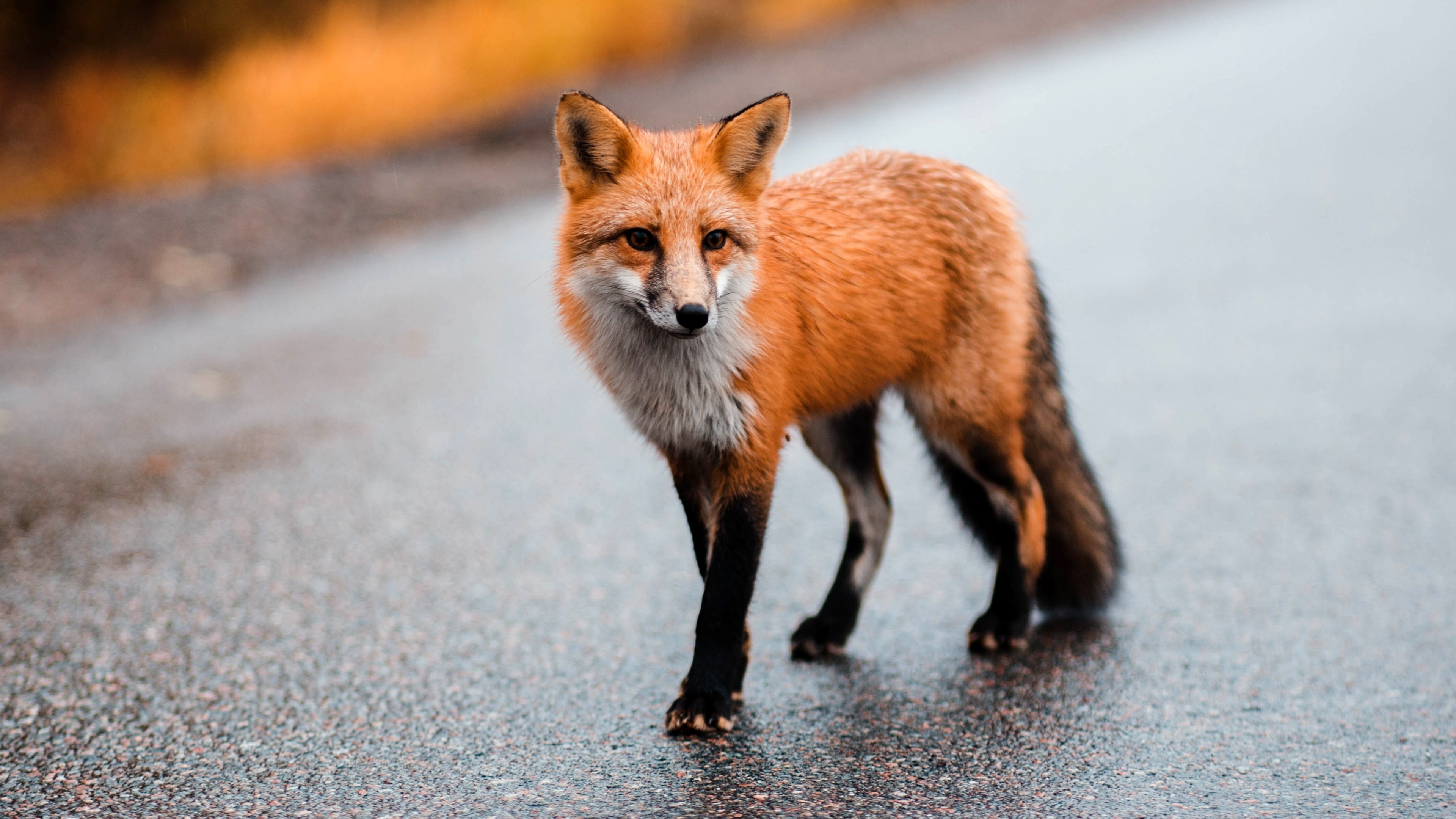 Download wallpaper 3840x2160 cute predator, wild brown fox, animal 4k wallpaper, uhd wallpaper, 16:9 widescreen 3840x2160 HD background, 23411