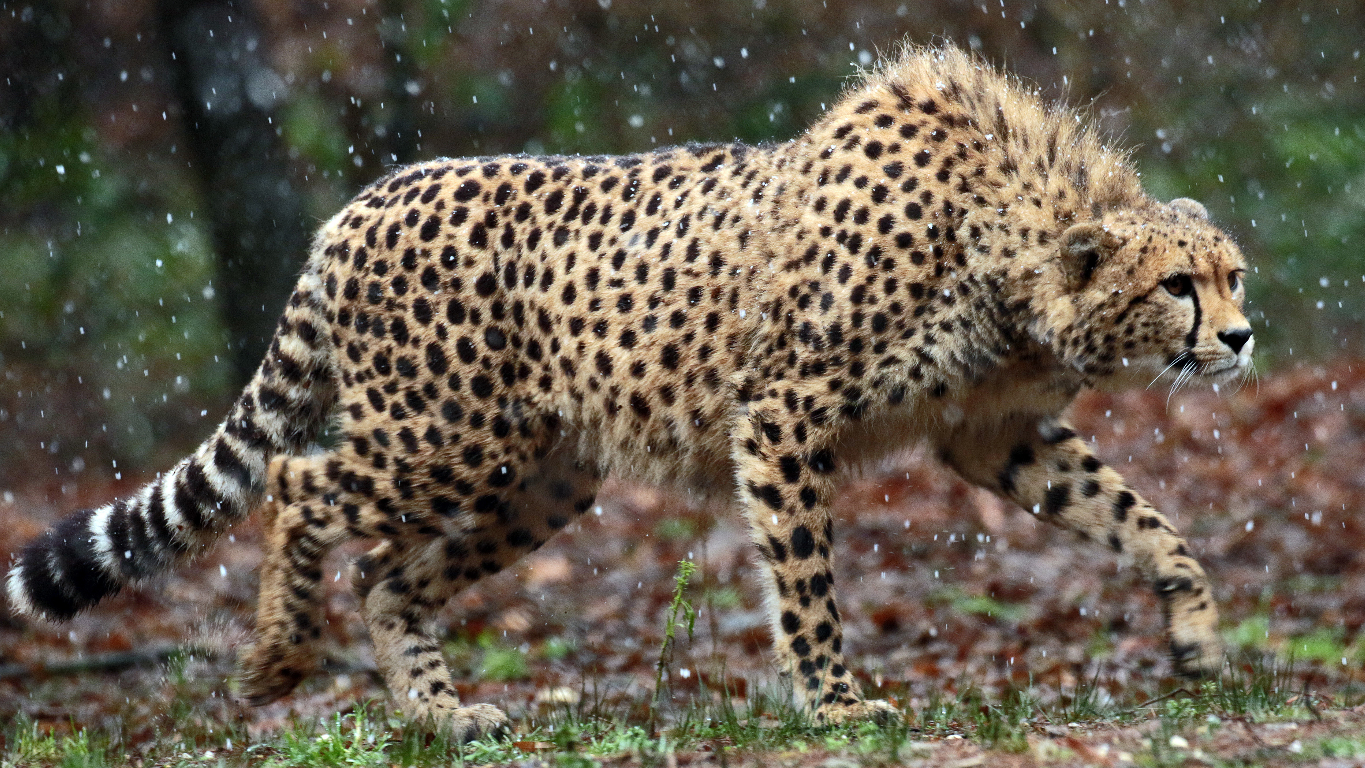 4K Wallpaper of Wild Cheetah