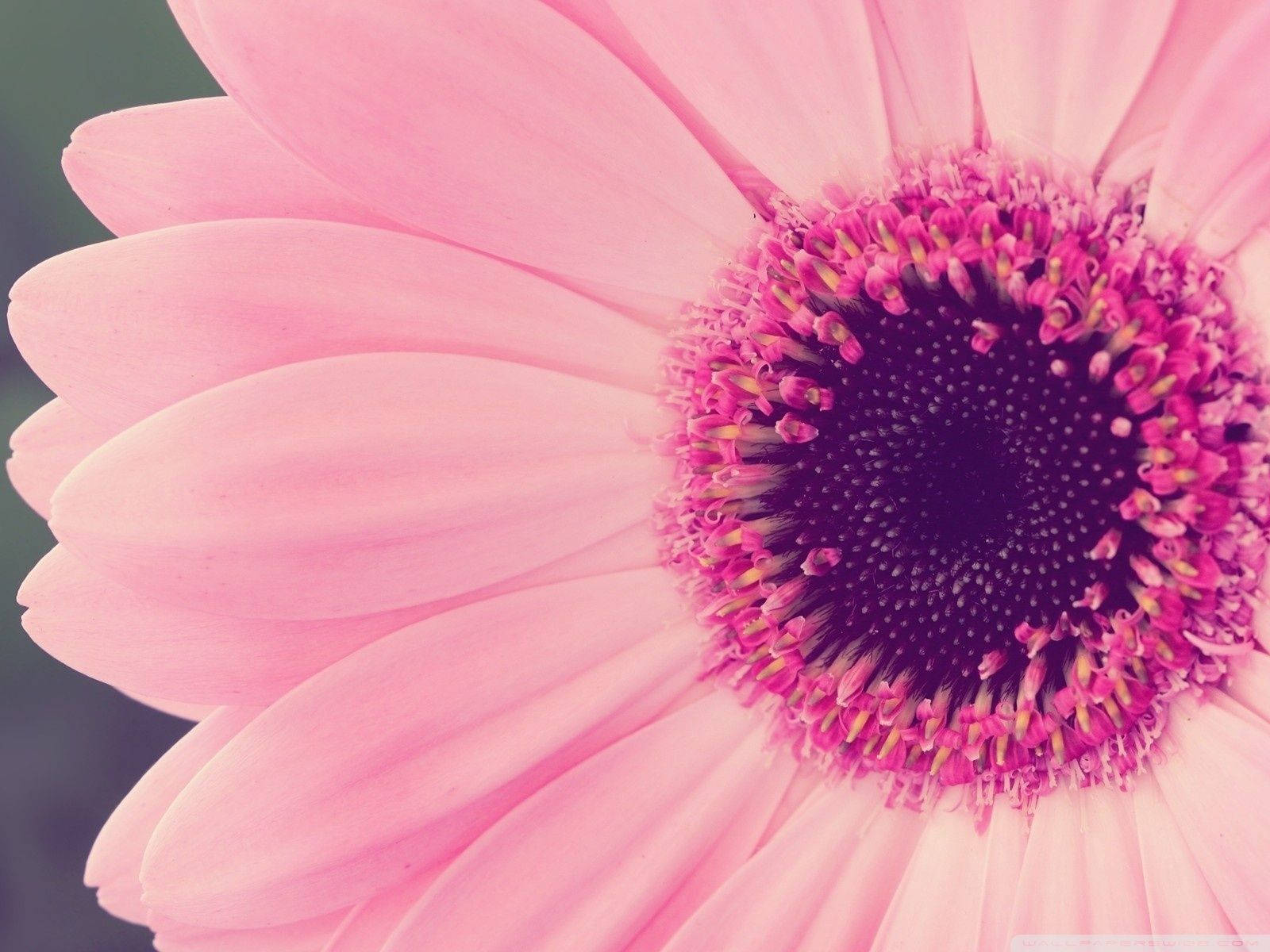 Download Pink Wallpaper