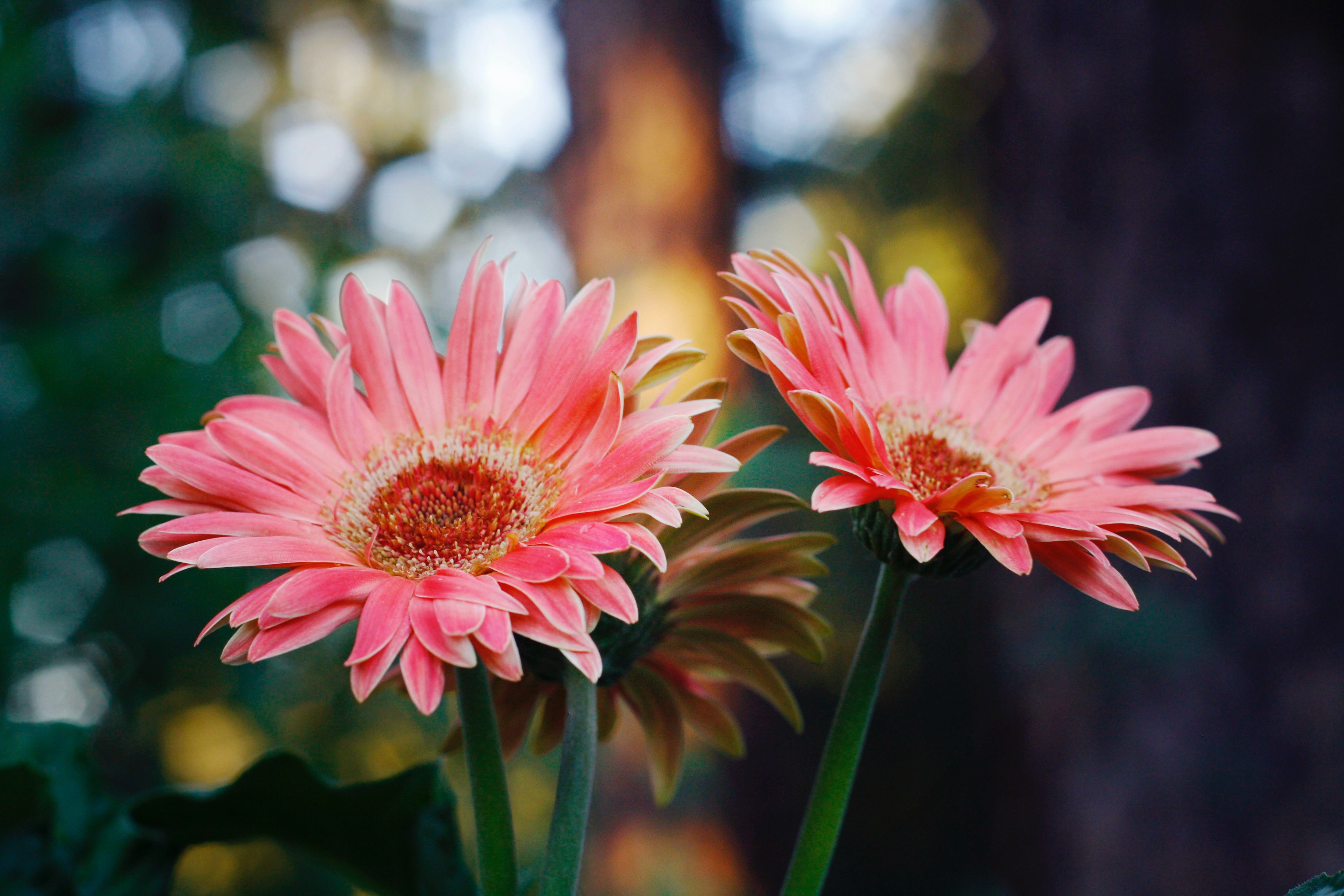Pink Sunflower · Free
