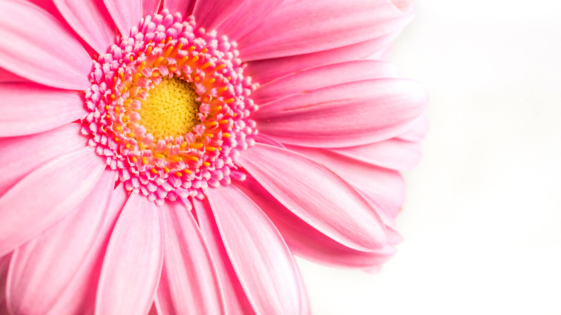 Download Girly Pink Sunflower Wallpaper