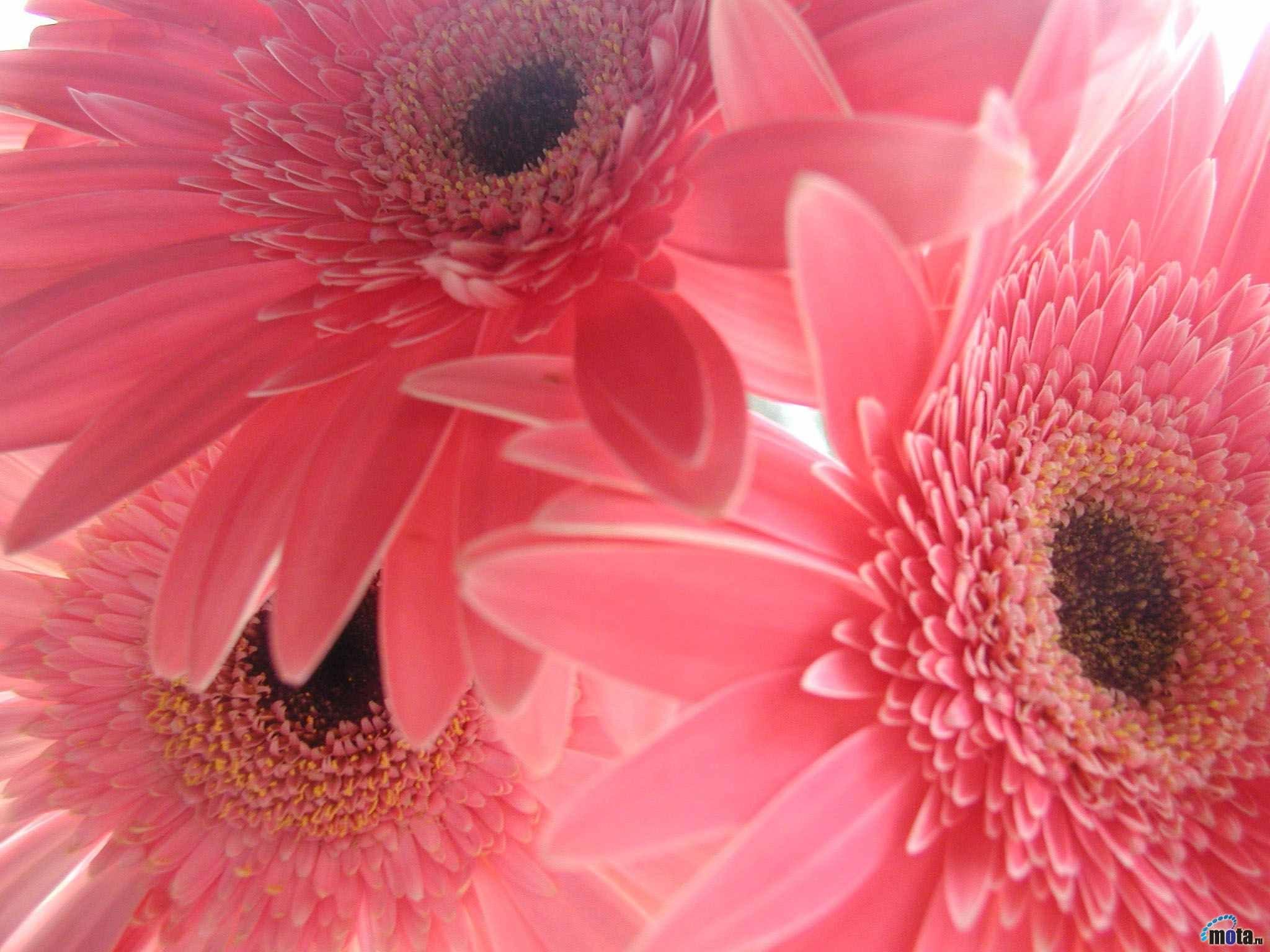 Pink Sunflower Desktop Wallpaper Free Pink Sunflower Desktop Background