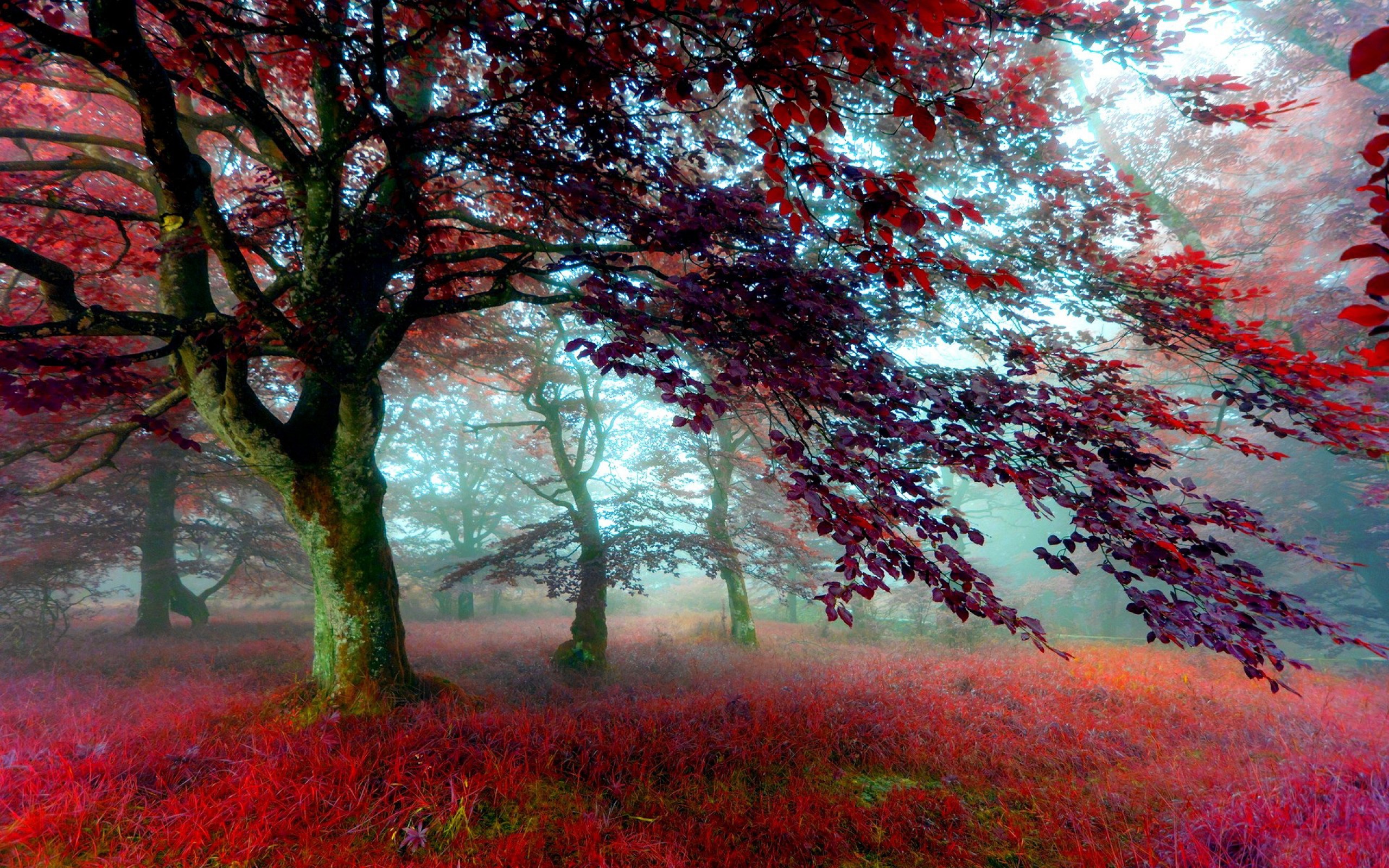 Red Forest Wallpaper