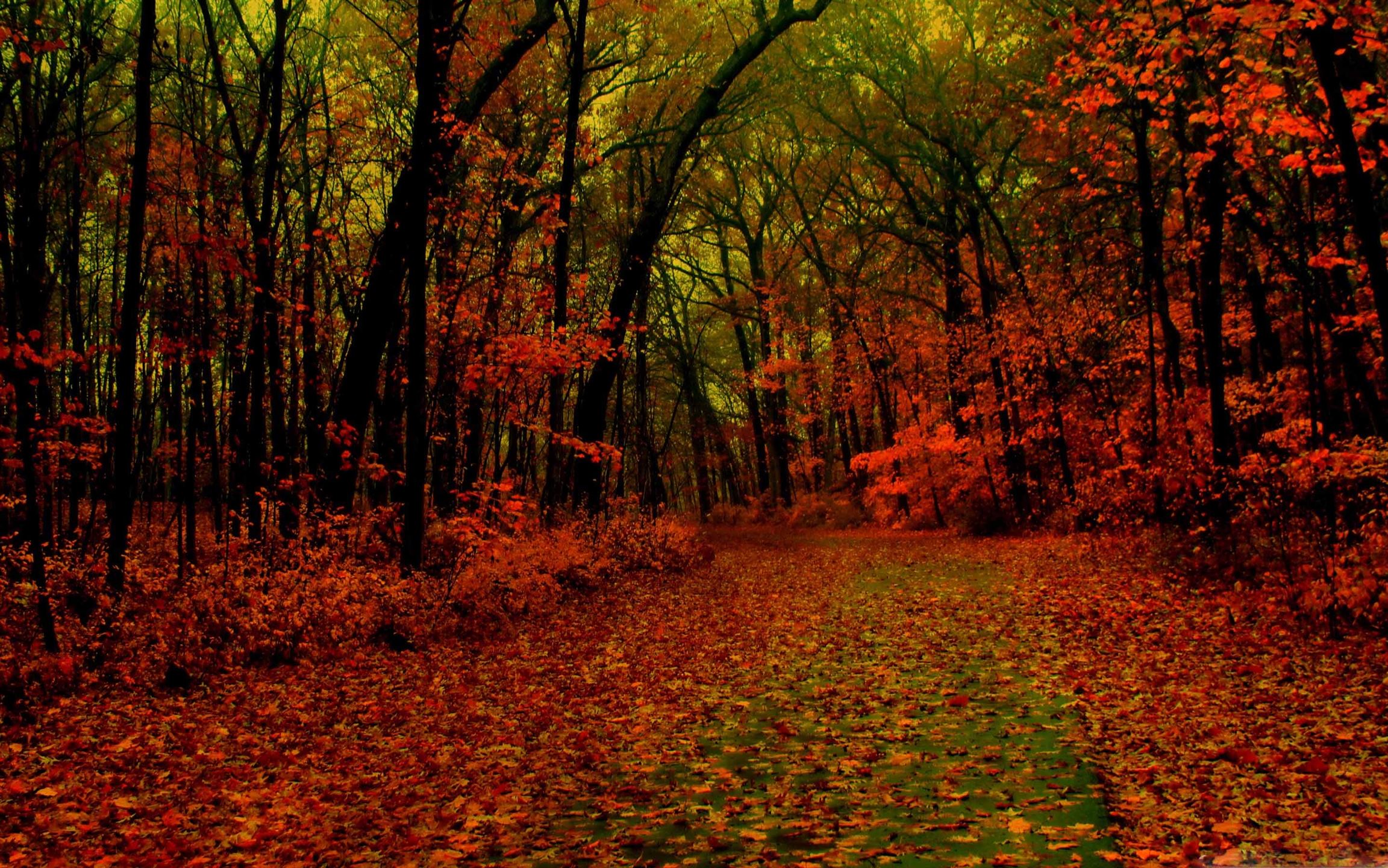 Red Forest MacBook Air Wallpaper Download