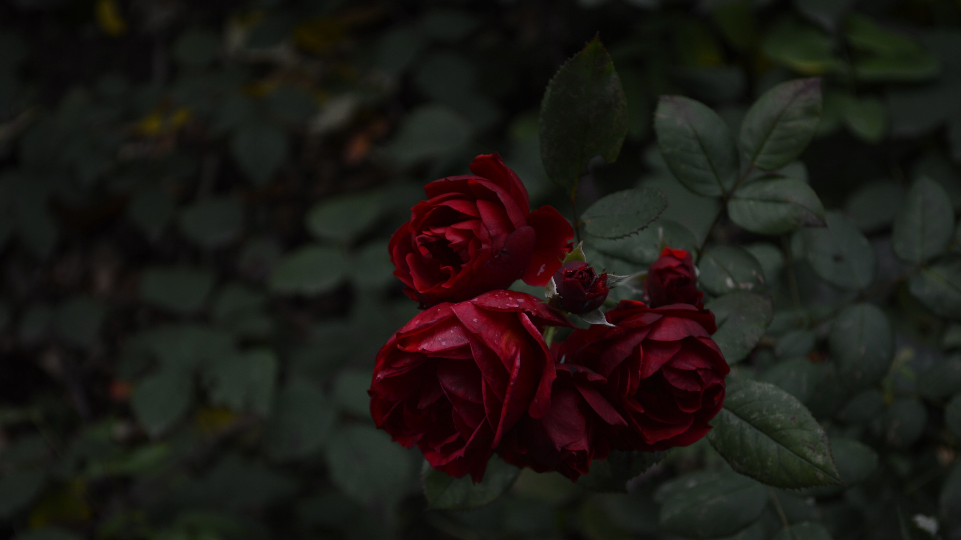 Wallpaper / red forest dark and rose HD 4k wallpaper free download