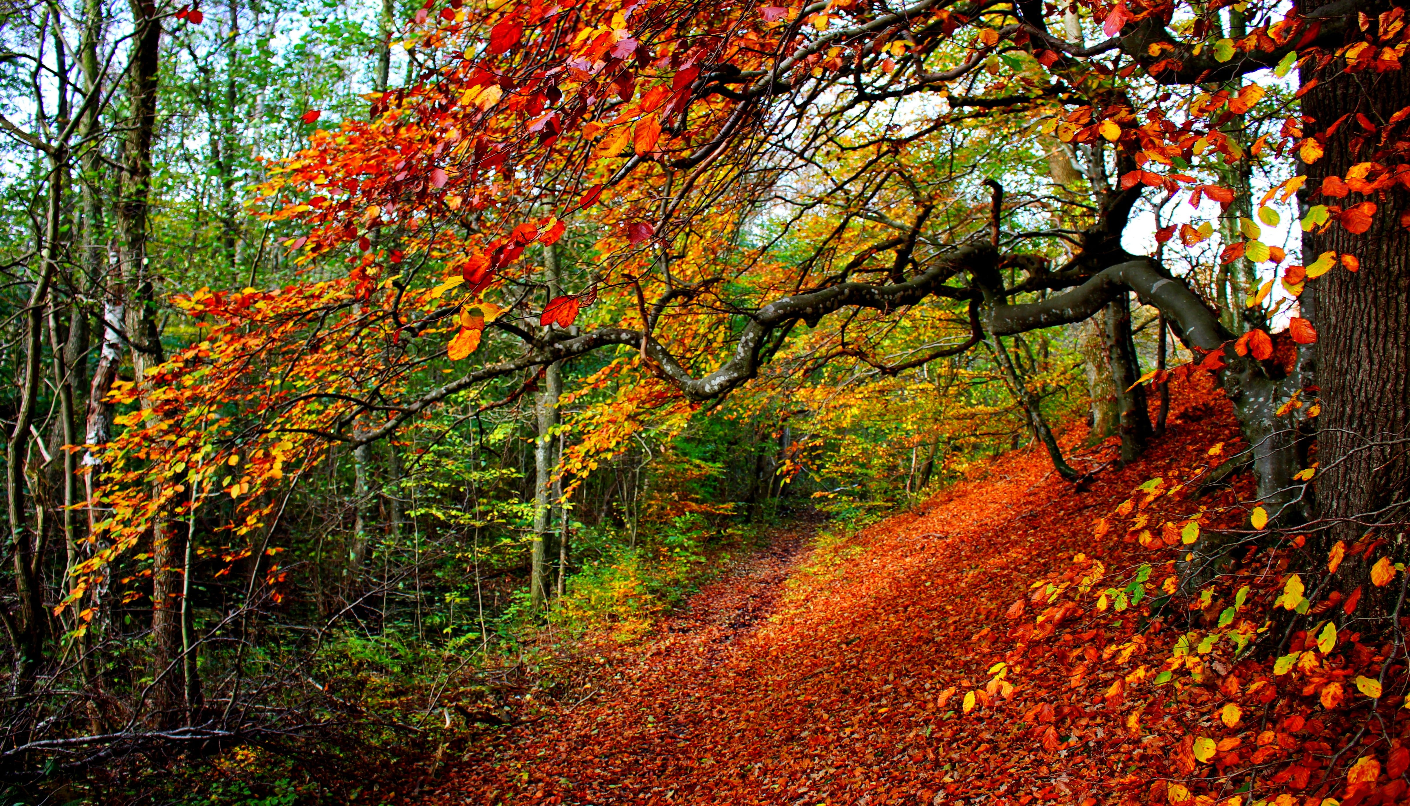 Wallpaper / red, forest, 4K, colors, road, trees, Park, tree, fall, leaf, colorful, nature, autumn, leaves, walk, path free download