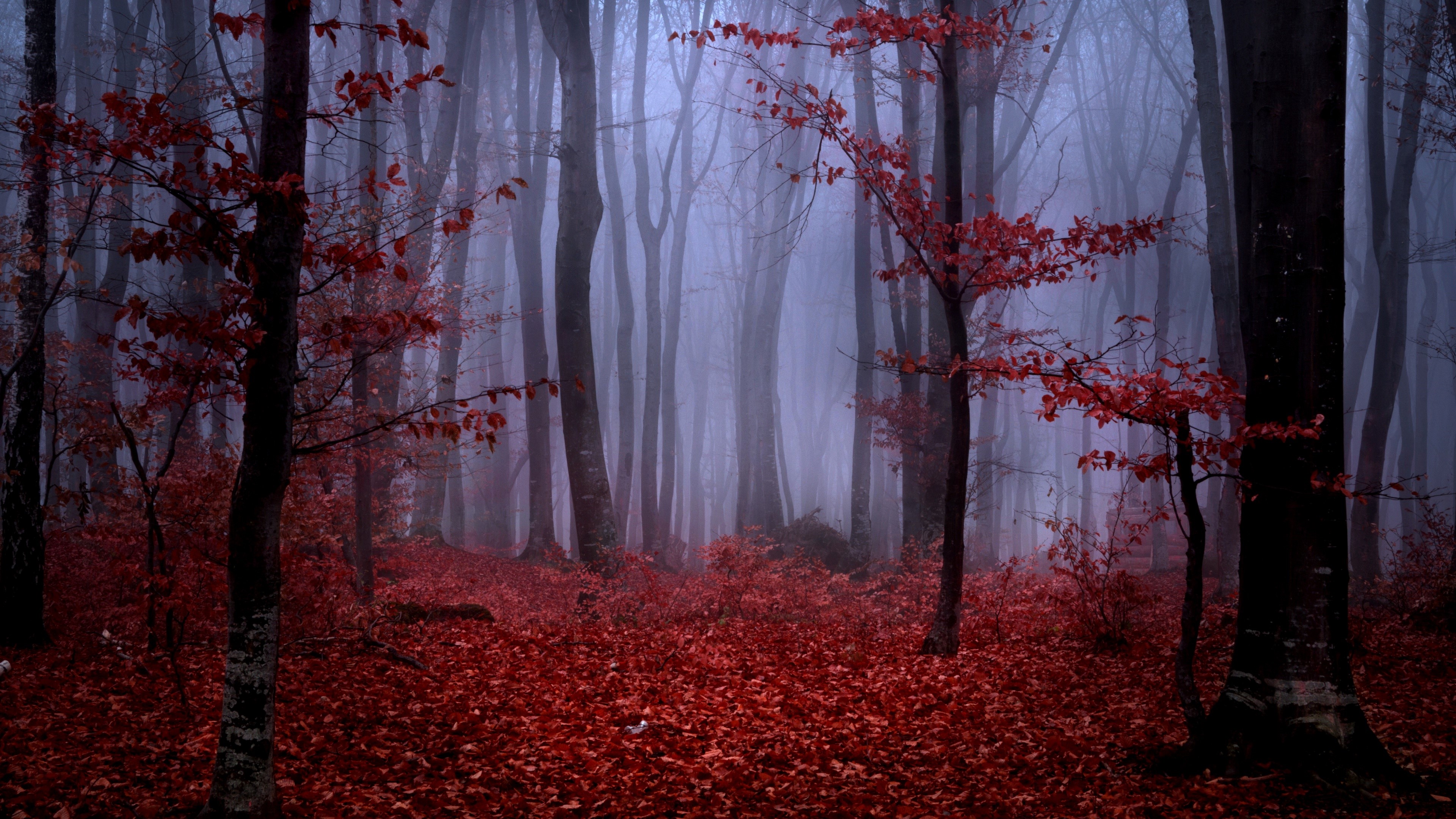 4K, forest, nature, fall, mist, trees, landscape, low light, red leaves Gallery HD Wallpaper