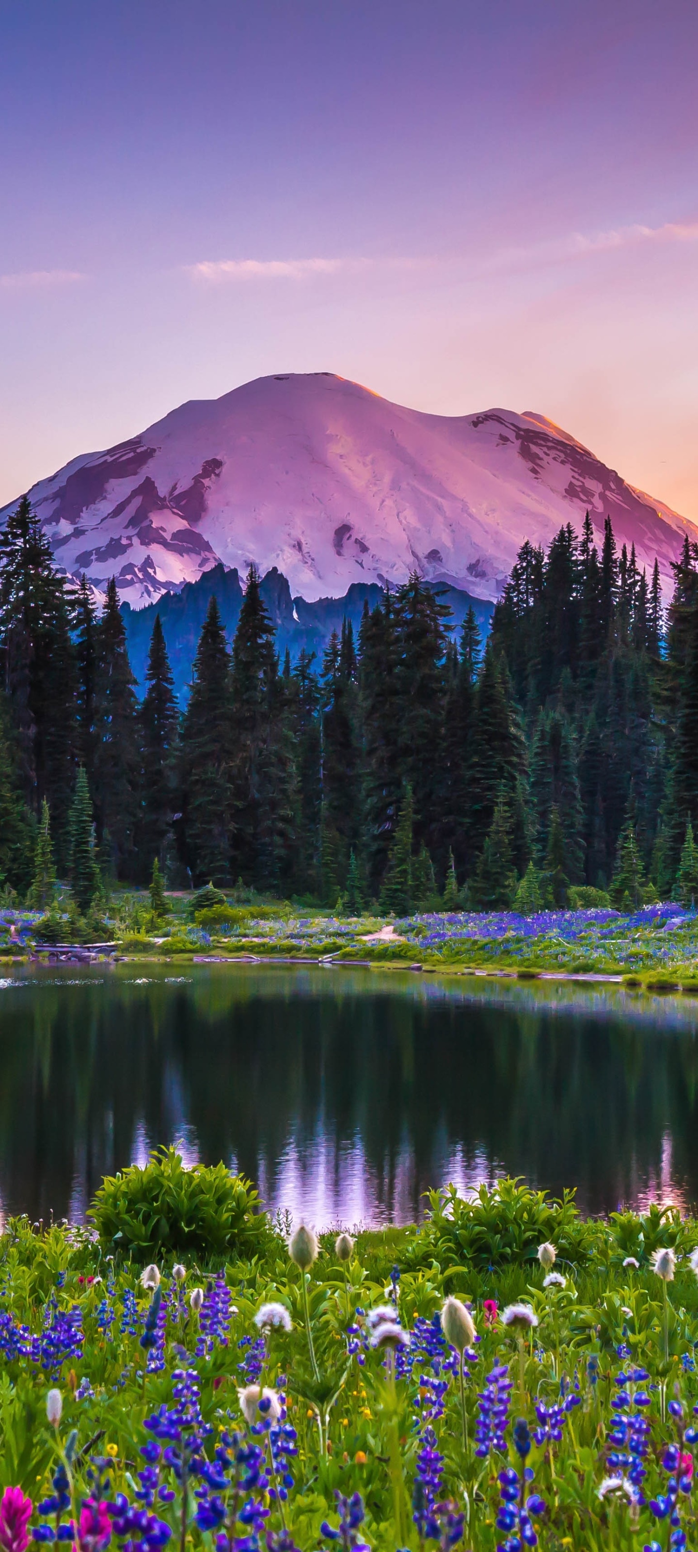 Wallpaper / Earth Mount Rainier Phone Wallpaper, Lake, National Park, Sunset, USA, Landscape, 1440x3200 free download