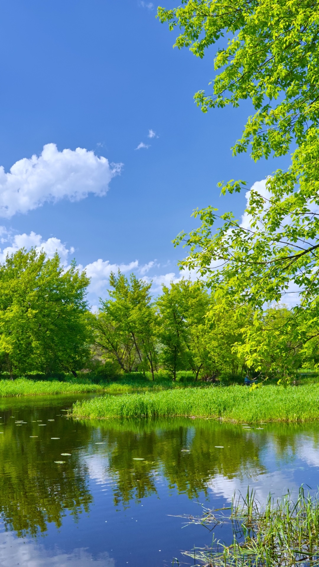 Wallpaper / Earth Lake Phone Wallpaper, Nature, Tree, Spring, Landscape, Sunny, 1080x1920 free download