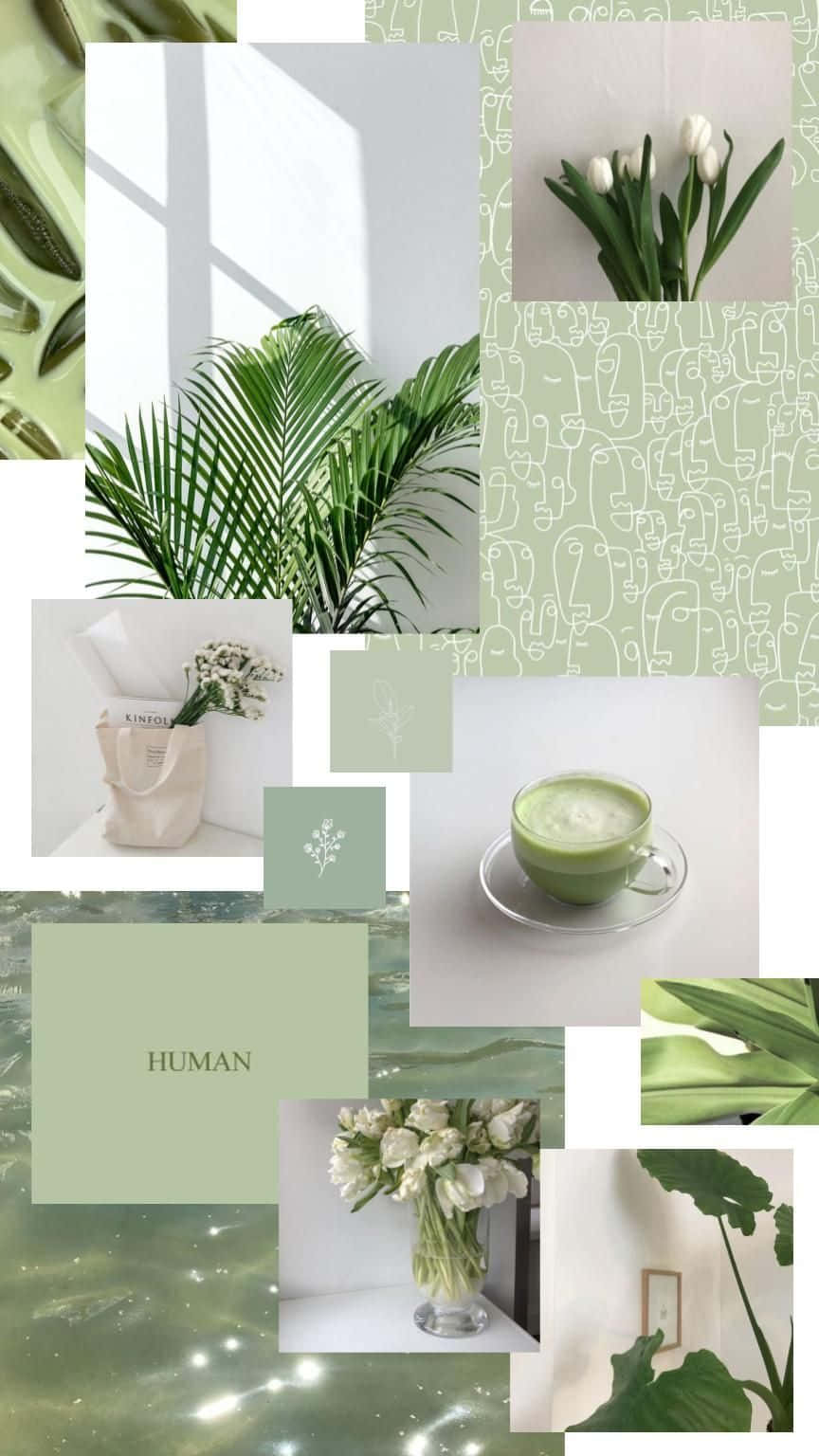 Sage Green Aesthetic HD Wallpaper, Free Sage Green Aesthetic Wallpaper Image For All Devices