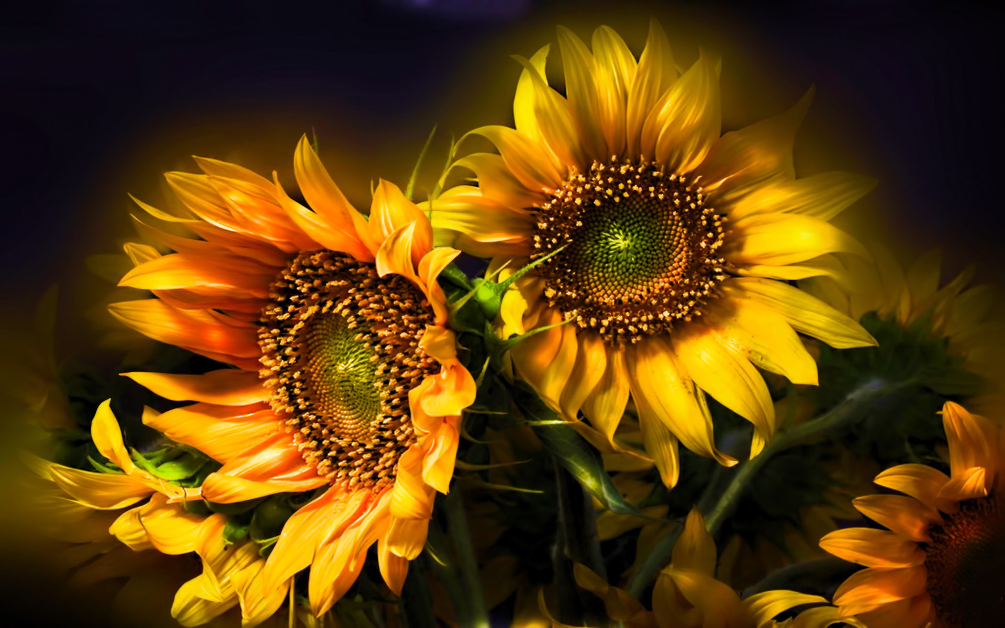 Free download Sunflower Beautiful Abstract 4k Flowers Sunflower wallpaper [3840x2400] for your Desktop, Mobile & Tablet. Explore Beautiful Abstract Desktop Wallpaper. Background Abstract, Wallpaper Abstract, Background Abstract