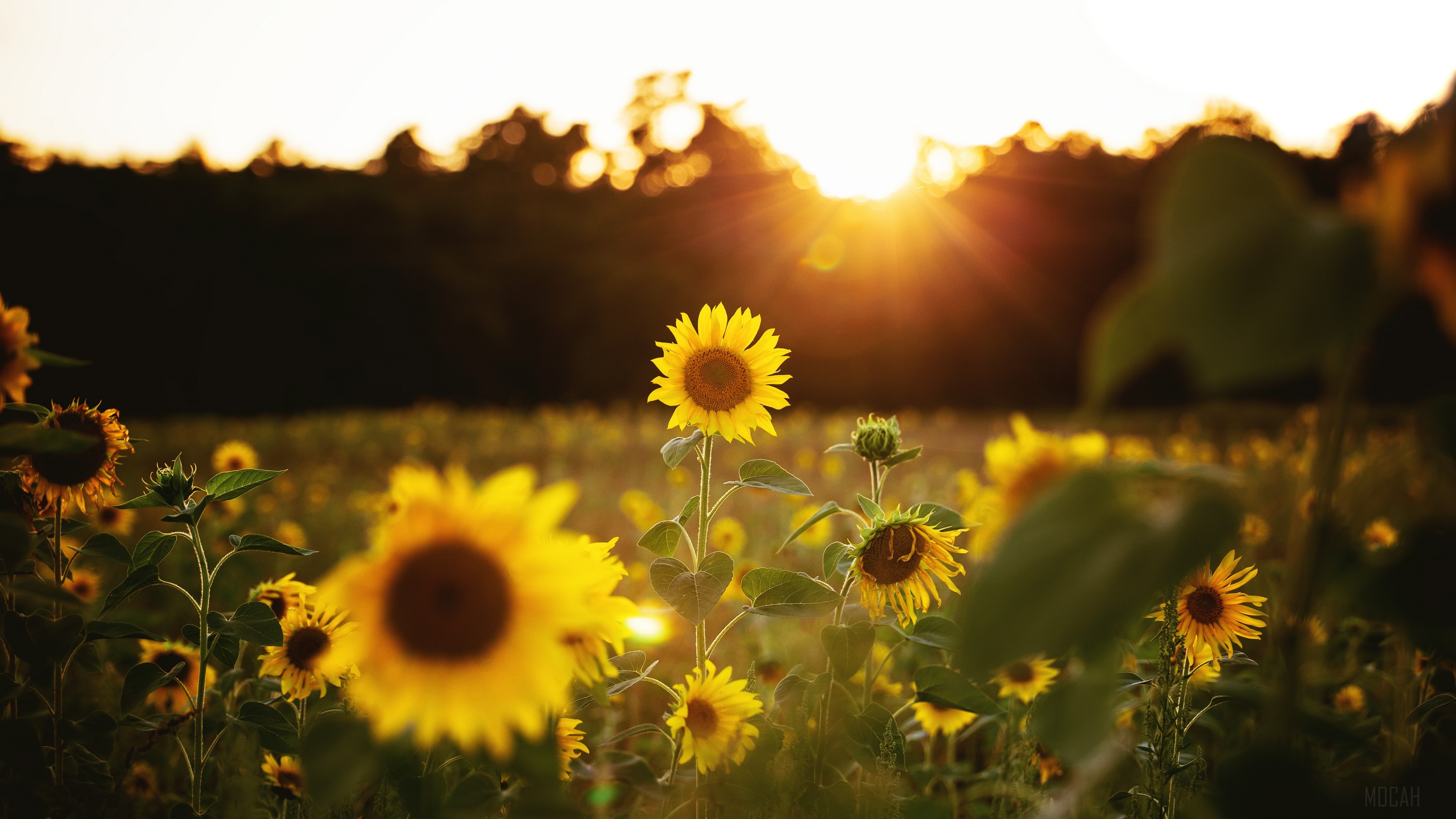 Flower, Nature, Summer, Sunflower, Sunny, Yellow Flower 4k Gallery HD Wallpaper