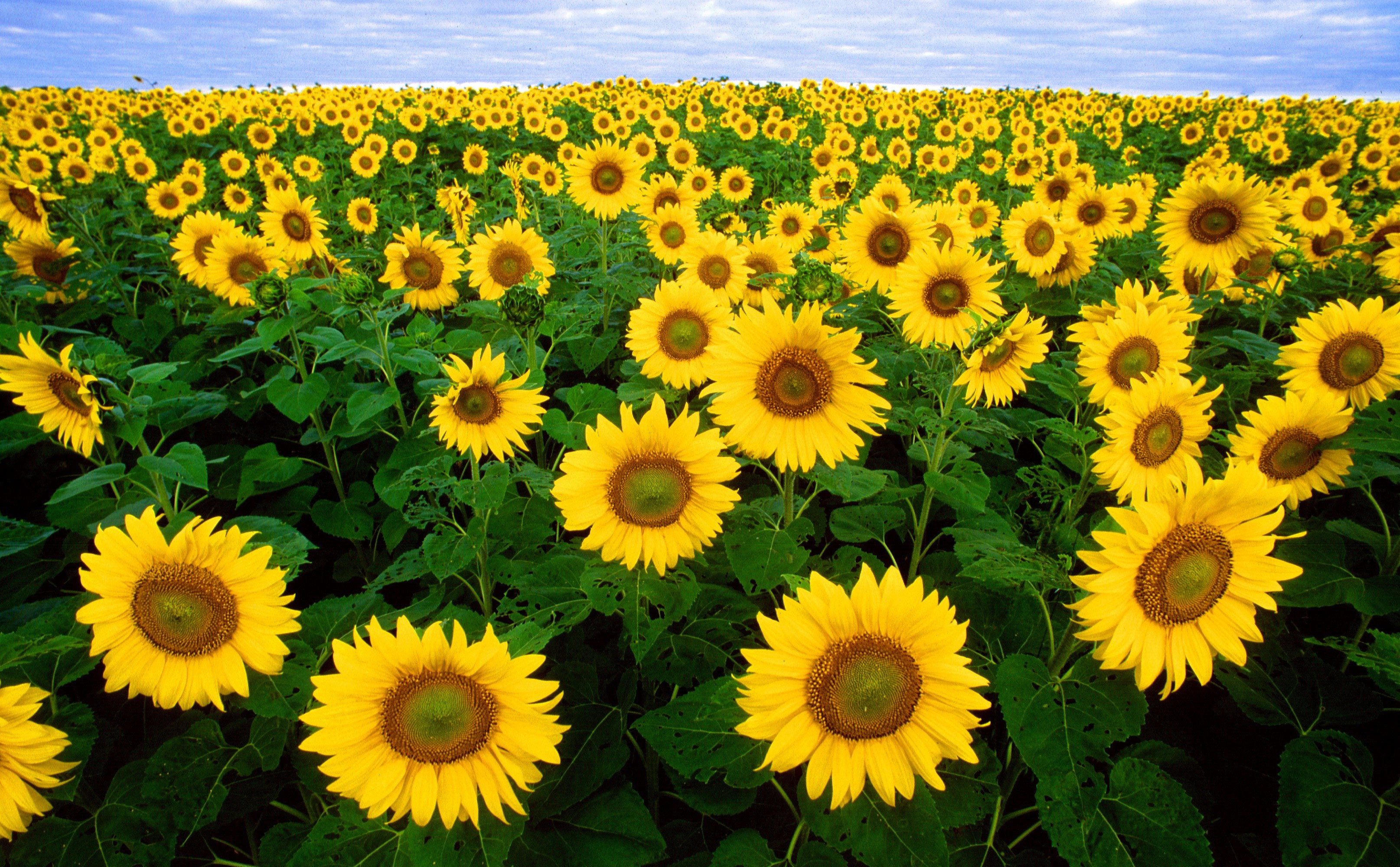 Wallpaper / sunflower sunflower field flora field flowers 4k wallpaper free download
