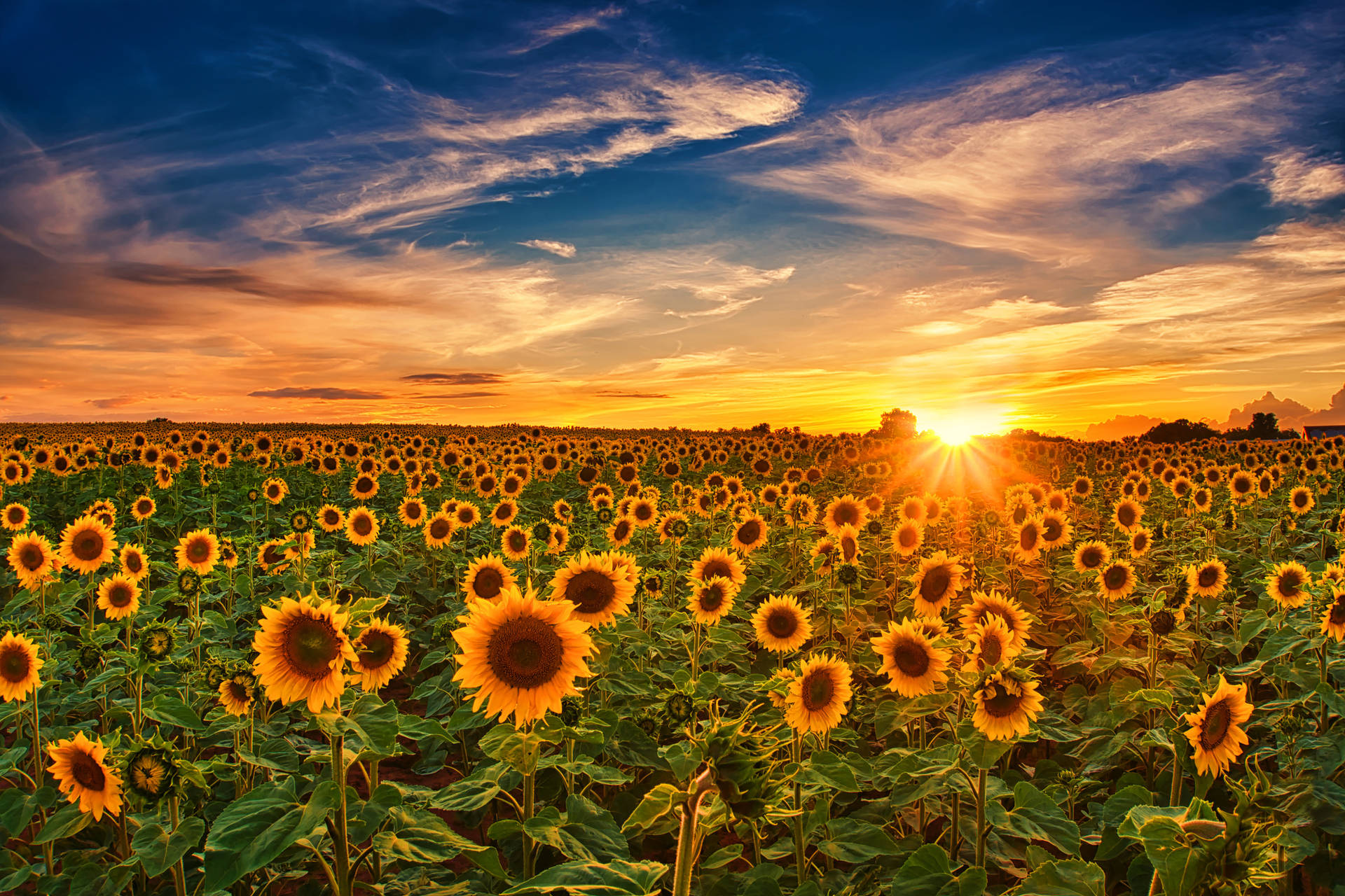 4K Sky Sunflower Field Golden Hour