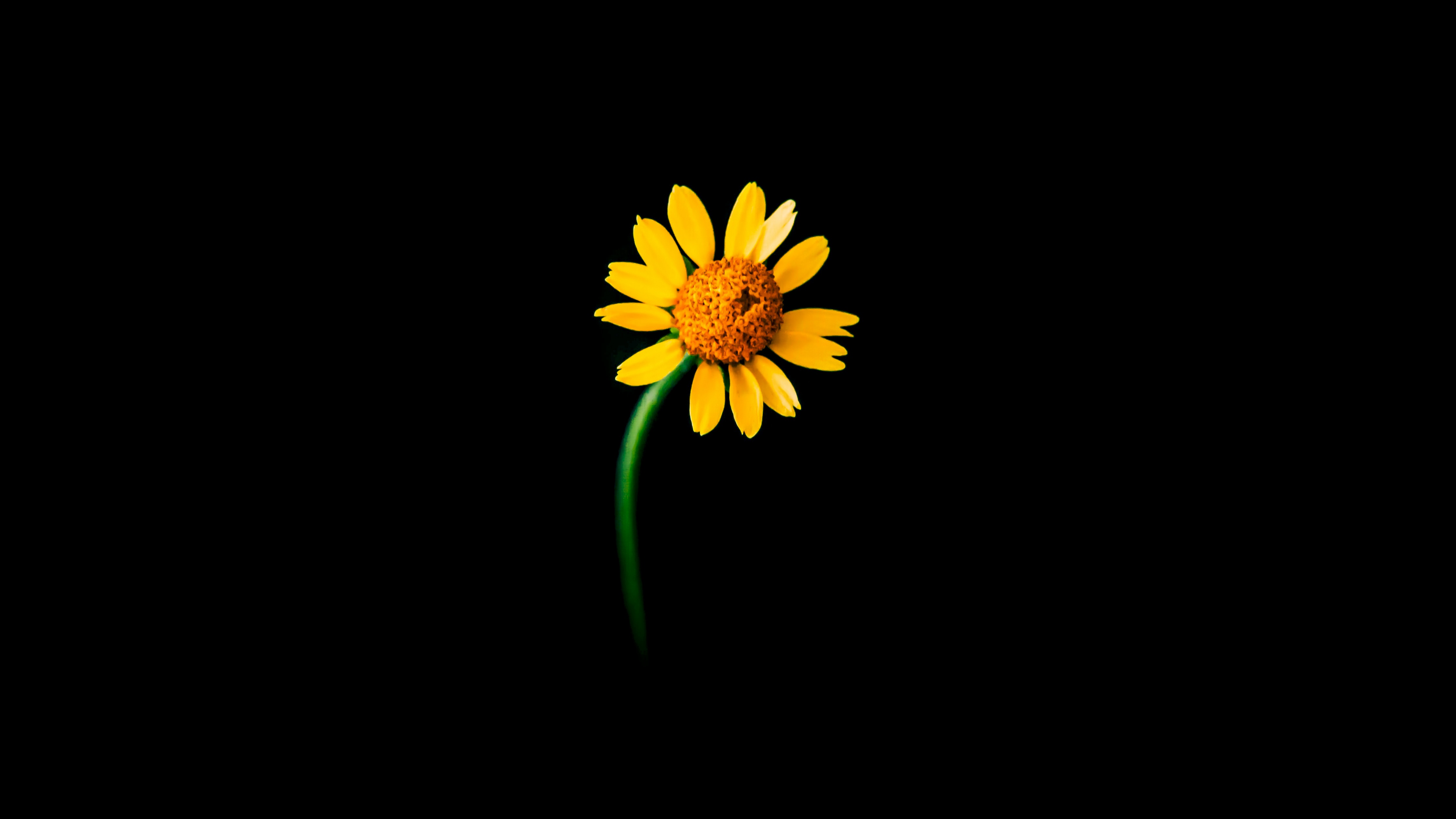 Sunflower Wallpaper 4K, Lonely, Black background, 5K