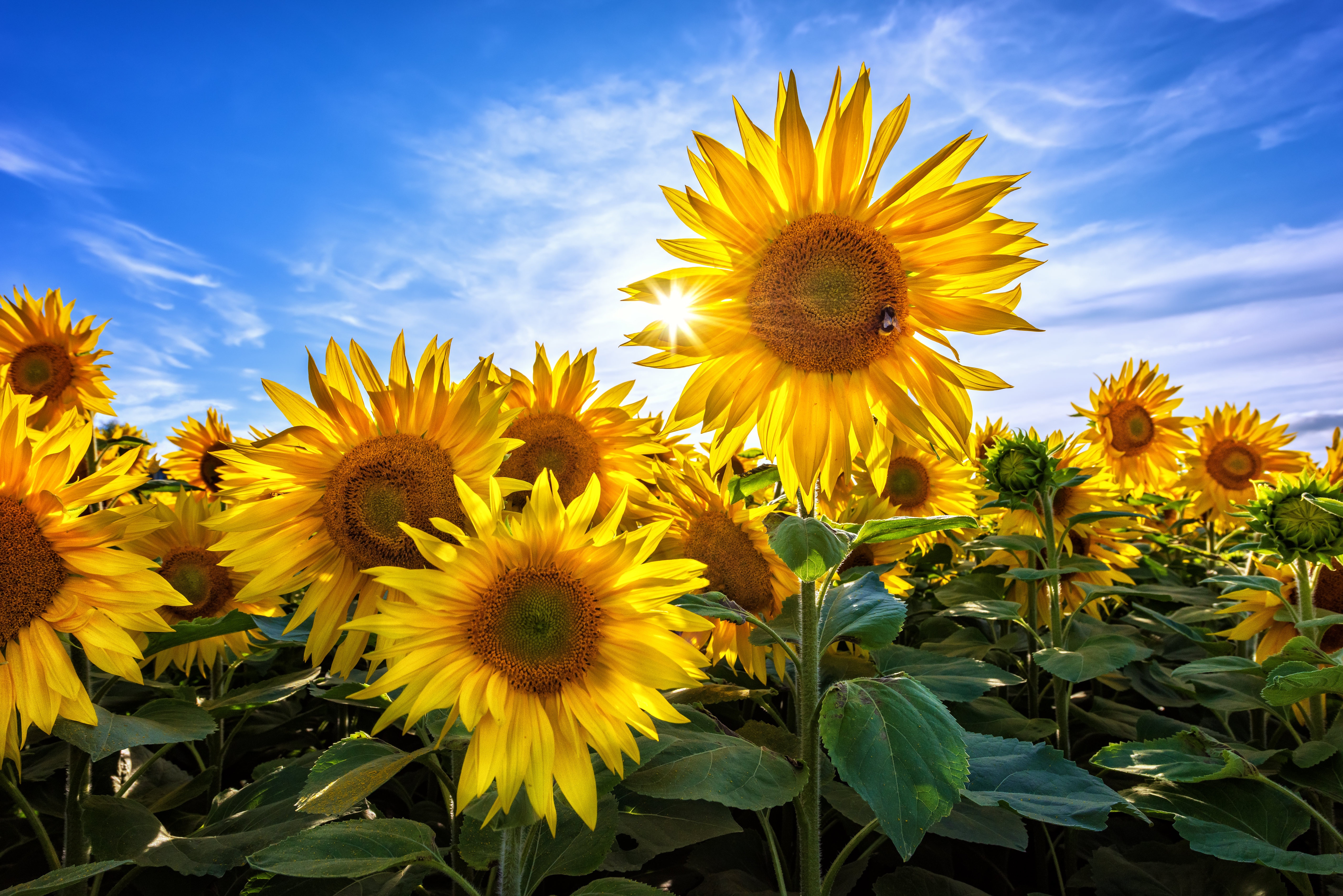 Download Nature Yellow Flower Flower Summer Sunflower 4k Ultra HD Wallpaper