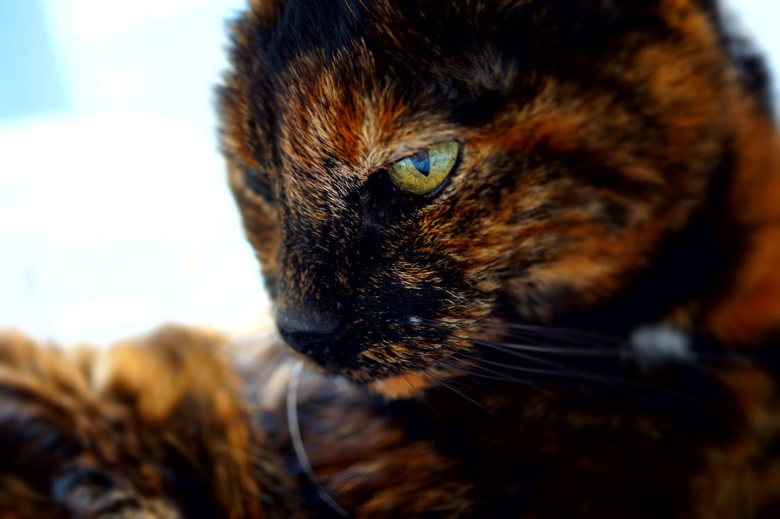 Tortoiseshell Cat · Free