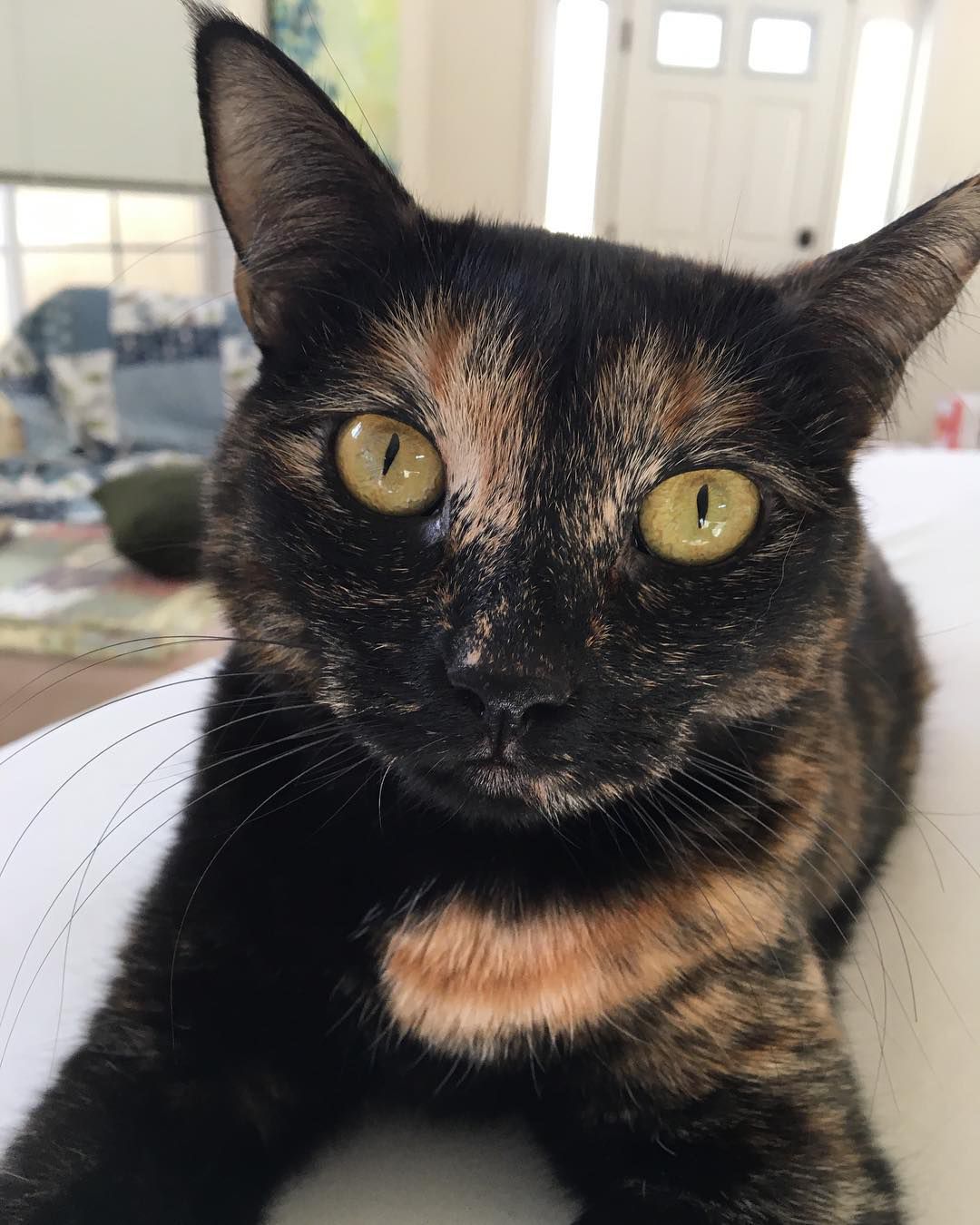 Tortoiseshell Cats: 7 Facts and Photo