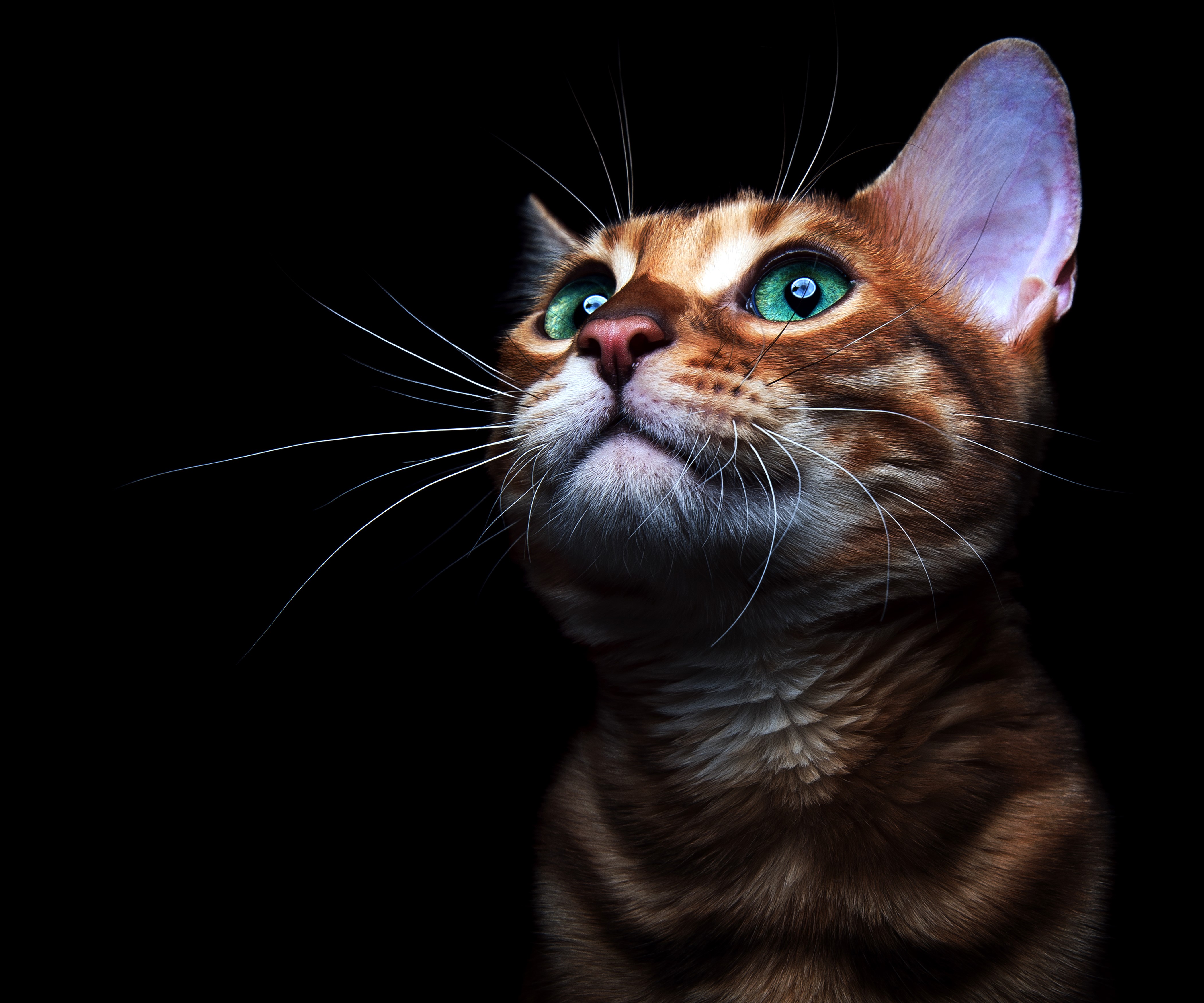 4K, Cats, Black background, Kittens, Glance, Whiskers Gallery HD Wallpaper