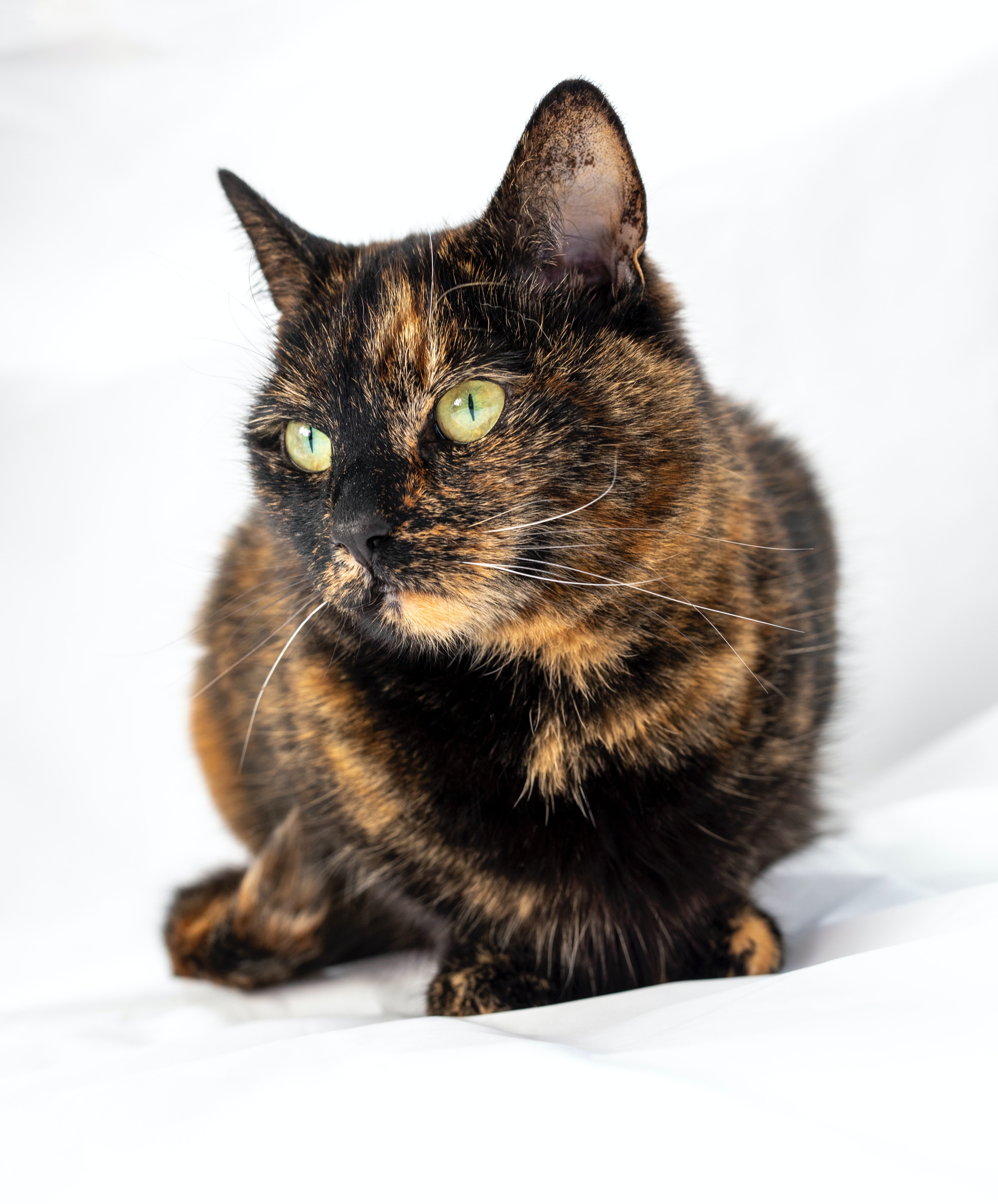Tortoiseshell Cat In Close Up Photography · Free
