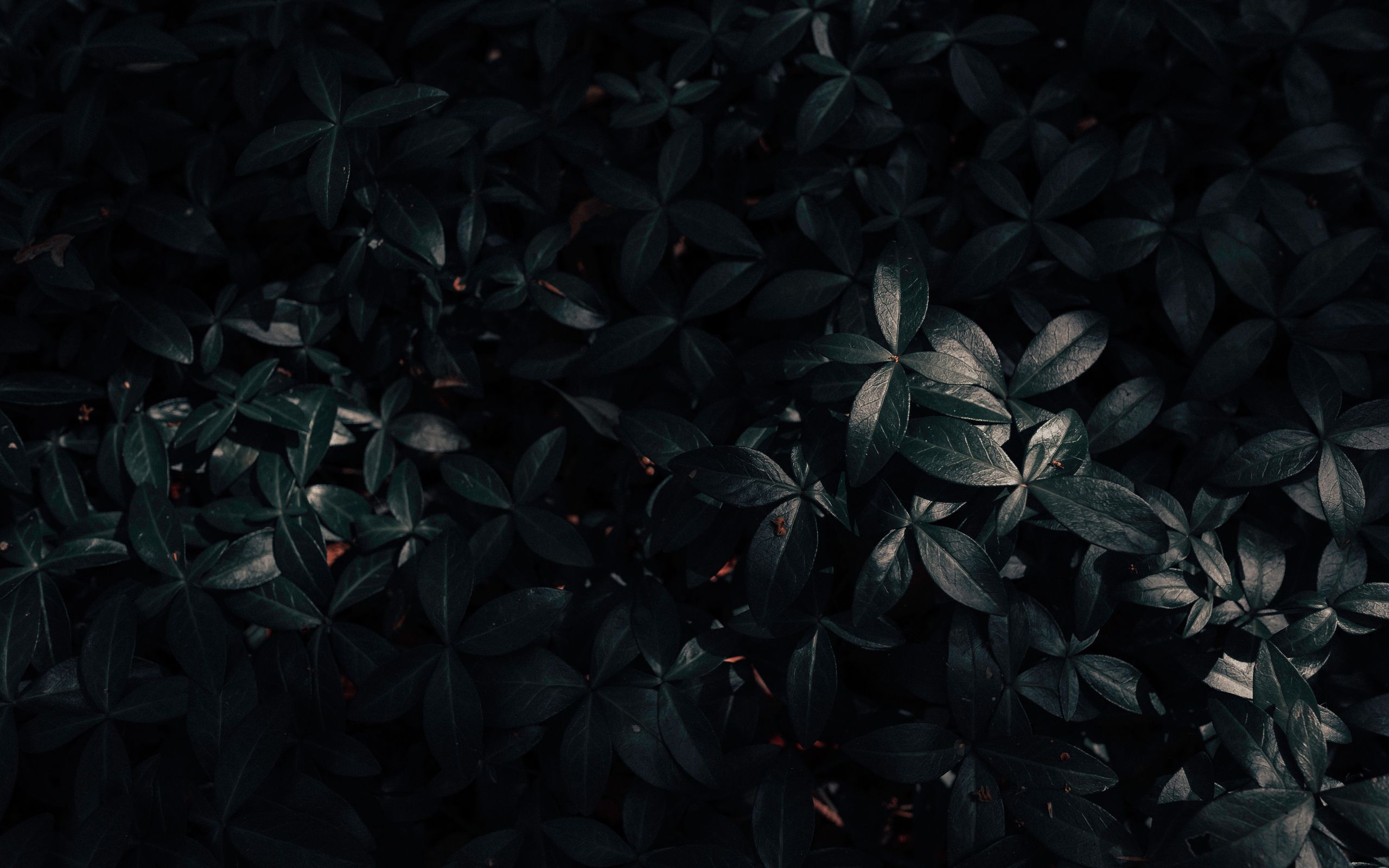 Download wallpaper 2560x1600 plant, leaves, dark widescreen 16:10 HD background