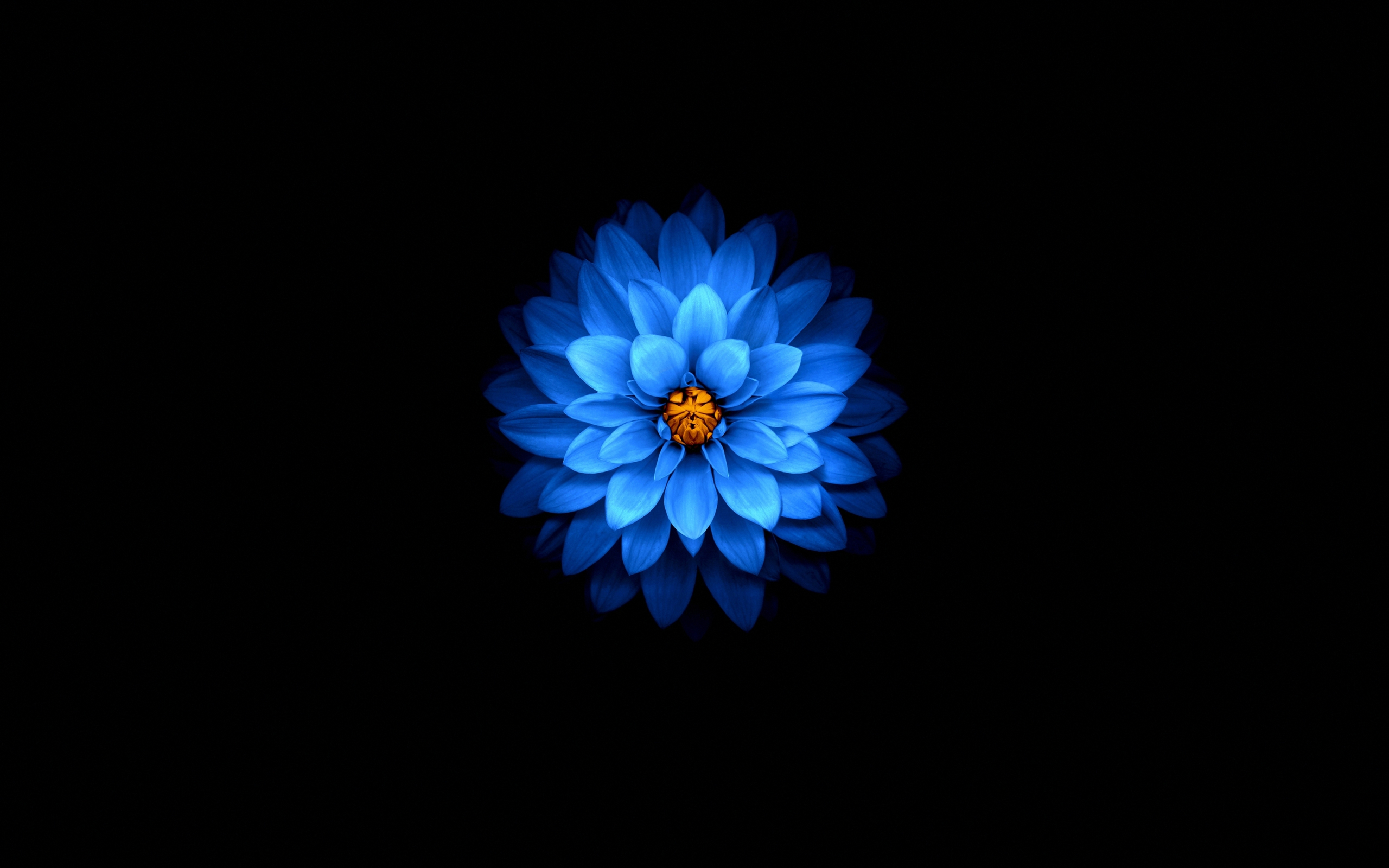 Download wallpaper 2560x1600 blue flower, dark, amoled, dual wide 16:10 2560x1600 HD background, 25964